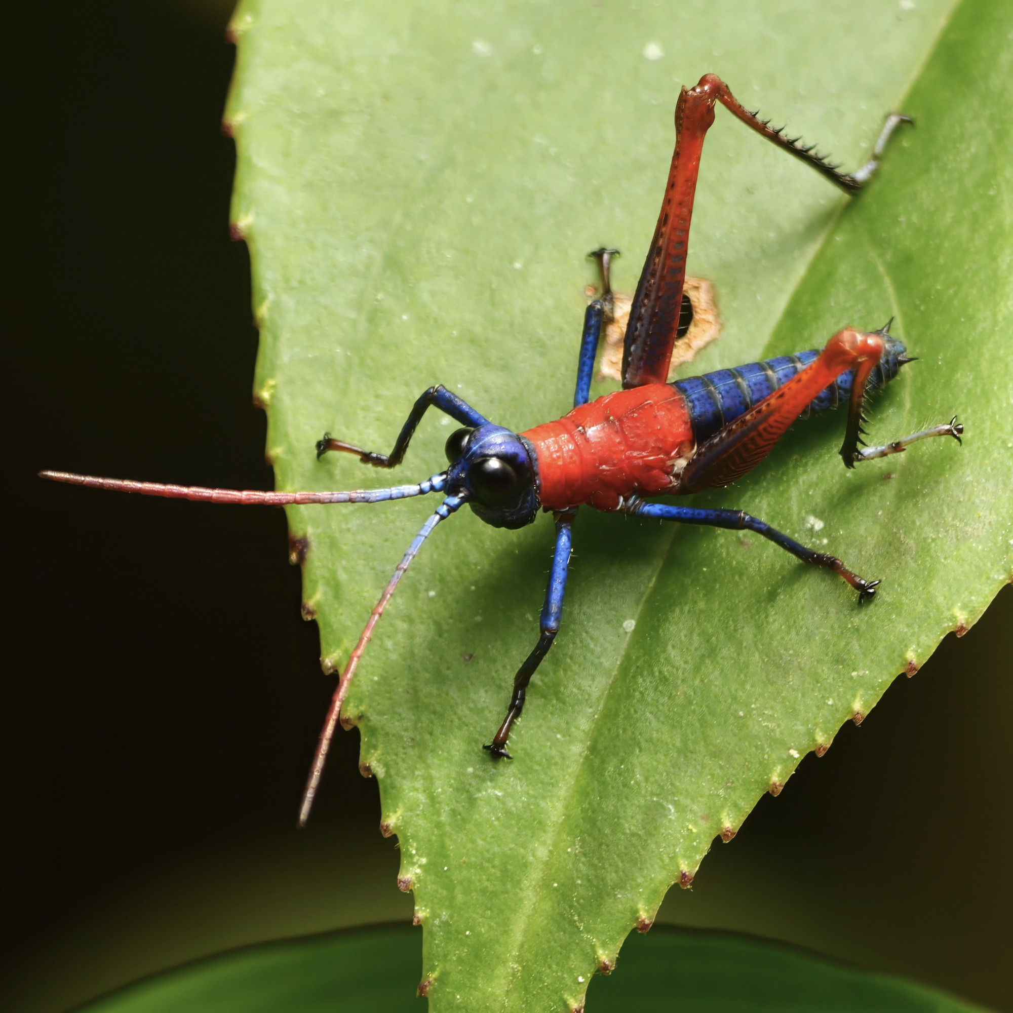 A vividly colored insect clings to the edge of a jagged, green leaf. Its sleek body is a striking combination of vibrant red and deep blue, with its slender legs displaying fine details in texture and segmented joints. The long antennae, one red and one blue, stretch outward, alert and sensitive to its surroundings. The insect's glossy, black eyes glisten as it pauses in a moment of stillness, creating a sharp contrast against the soft green background of the leaf. The scene evokes a sense of quiet tension and vibrant life, alive with rich, complementary colors.