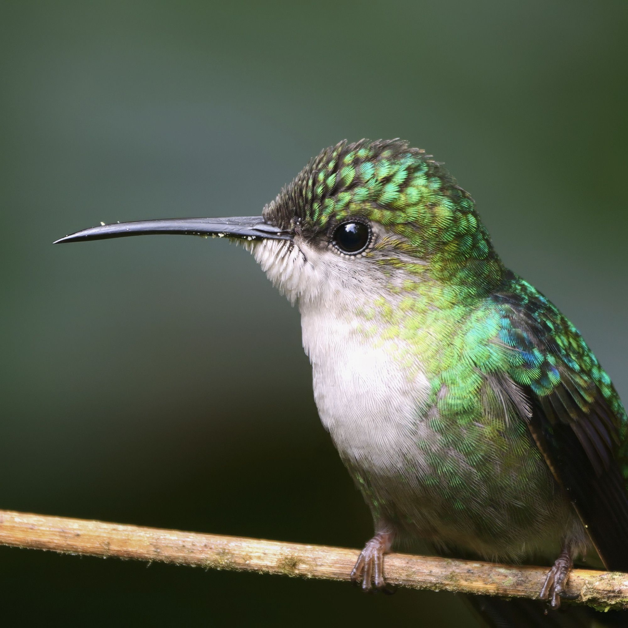 The image shows a close-up of a small hummingbird perched on a thin branch. The bird has iridescent green feathers covering its head, back, and wings, which shimmer in the light. Its throat and chest are white, providing a contrast to the vibrant green plumage. The bird's beak is long and slender, typical of hummingbirds, and its eyes are large and black, giving it a curious and alert expression.