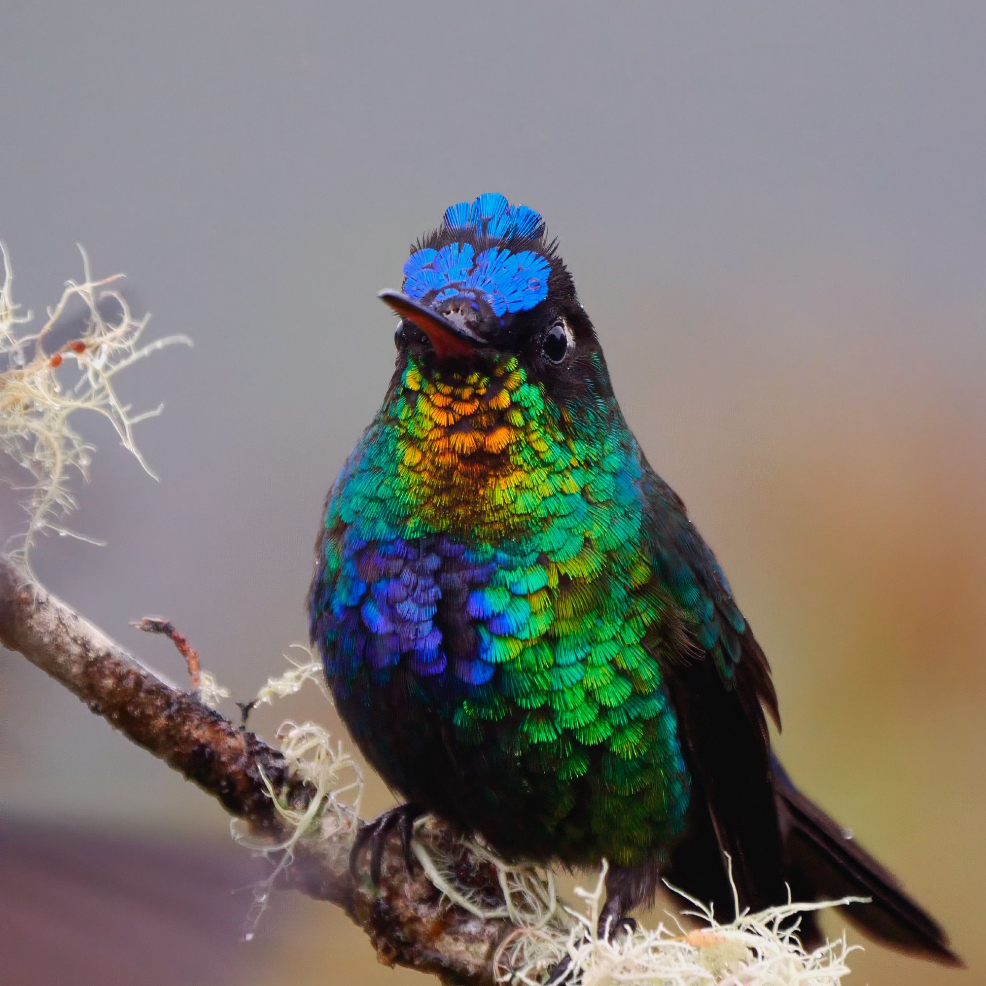 A rainbow colored hummingbird