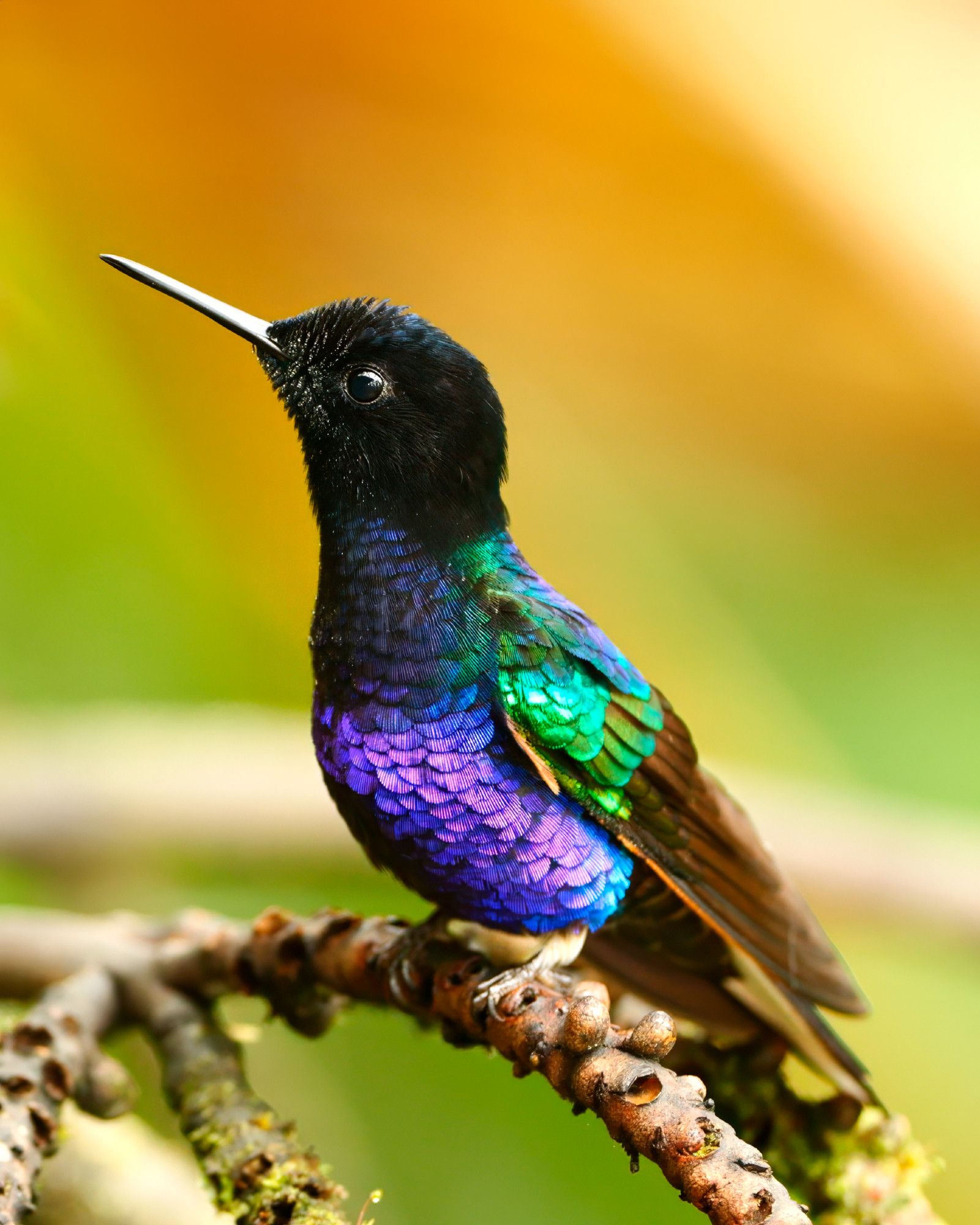 This image features a close-up of a Velvet-purple Coronet hummingbird perched on a branch. The bird's body is covered in vibrant iridescent feathers, with a deep purple and blue chest and green-tinted wings. Its head is dark, almost black, with a sleek, metallic sheen. The bird's long, slender beak is closed, and it gazes upward, creating a sense of alertness. The background is softly blurred, with warm yellow and green tones, drawing focus to the strikingly colorful hummingbird.