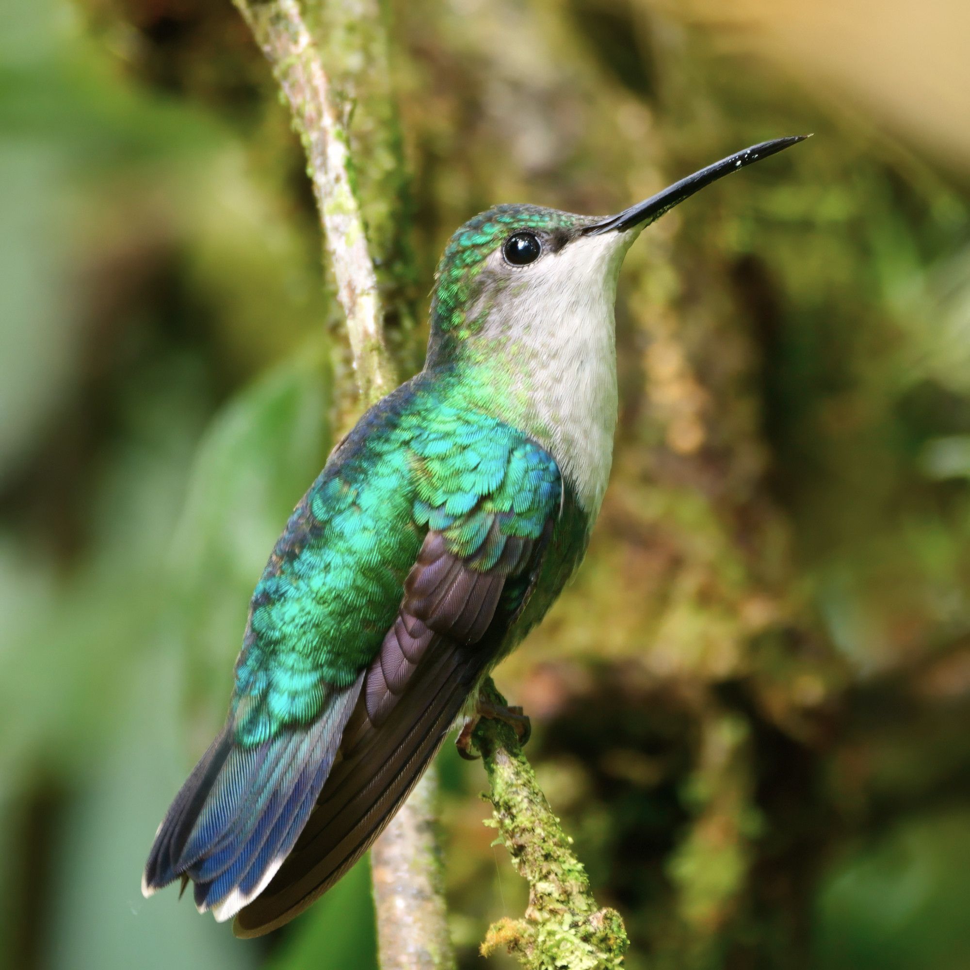 The image shows a small bird perched on a moss-covered branch. The bird's upper body is adorned with shimmering green feathers, while its chest and throat are a soft white. Its wings are a mix of green and brown, with a hint of blue near the edges. The bird has a long, thin black beak and large, dark eyes, giving it a sharp and alert appearance.