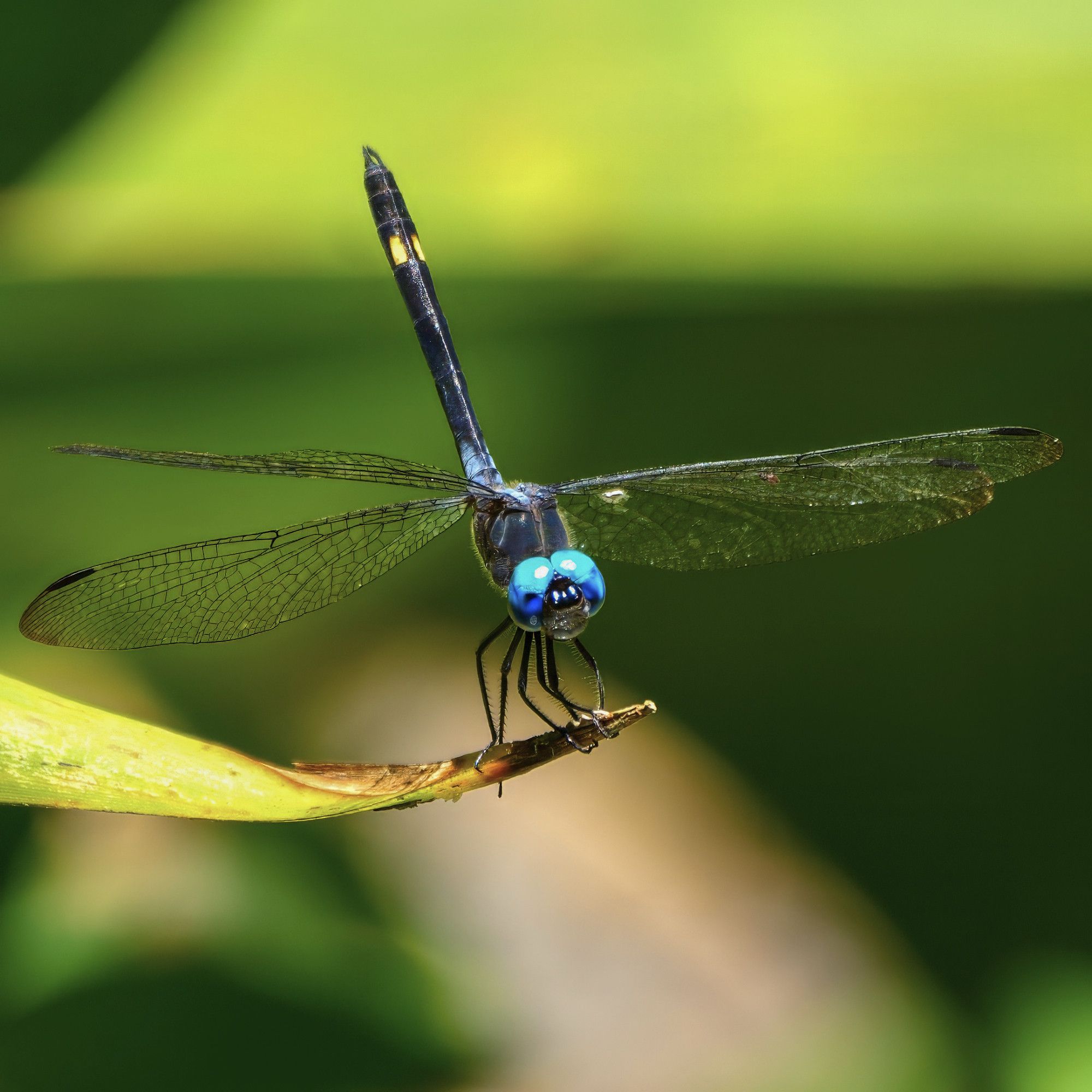 The image shows a close-up of a dragonfly perched on the tip of a plant stem. Its body is slender and dark, with semi-transparent wings that reveal a delicate vein structure. The dragonfly has strikingly bright blue eyes that stand out against its dark head and body. The background is a soft blur of green, creating a natural, peaceful atmosphere. The dragonfly appears to be balancing lightly on the plant, with its long, thin legs gripping the stem gently.