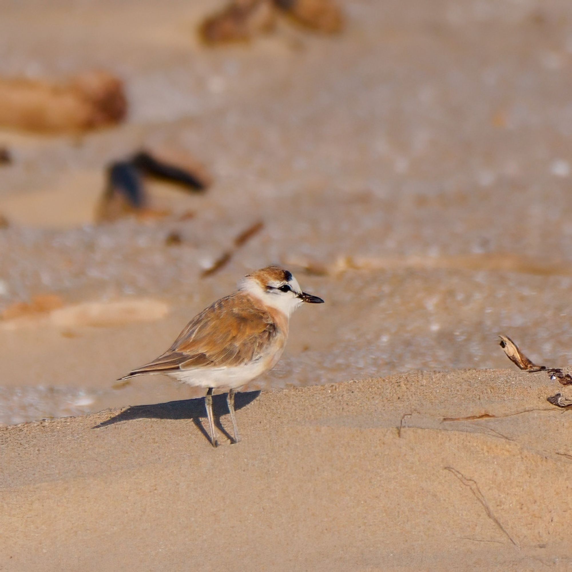 A white-fronted plover stands on a sandy beach near the shoreline. The bird has a light brown upper body, a white belly, and distinct black markings around its eyes and beak. Its slender legs cast a shadow on the sand as it looks towards the water, which is softly blurred in the background with scattered debris and shells.