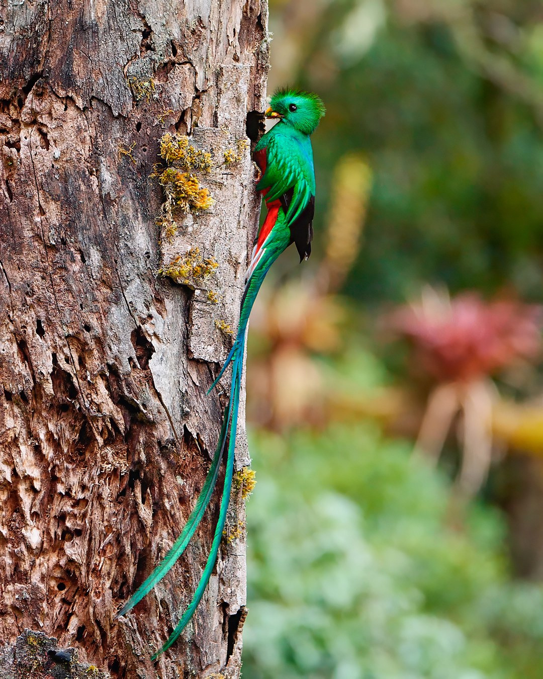 A Resplendent Quetzal perched on the side of a tree trunk. The bird has vibrant green and red plumage, with a long, elegant tail extending down the tree. Its body is a striking emerald green, while its belly is bright red. The background is a blurred natural setting, highlighting the bird's bright colors and the textured, mossy tree bark.