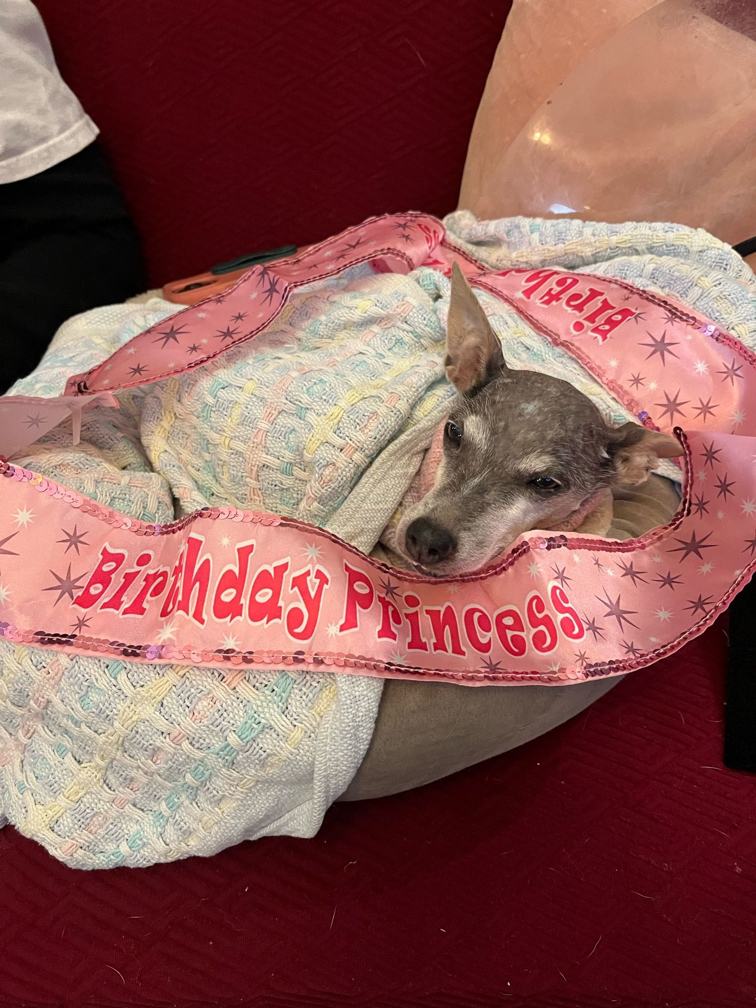 16 year old rat terrier dog in a bed with a blanket, a sash that reads Birthday Princess around her.