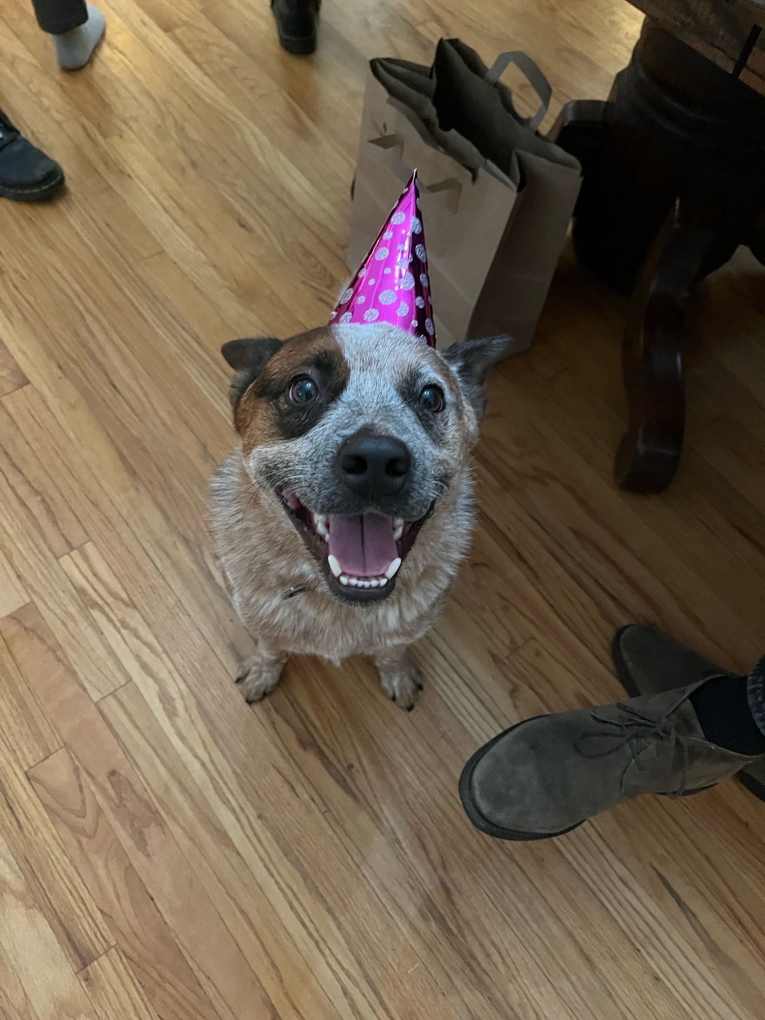 Red heeler dog smiling at the camera while wearing a birthday hat.