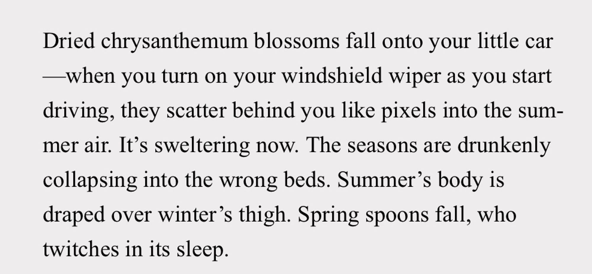 Dried chrysanthemum blossoms fall onto your little car
-when you turn on your windshield wiper as you start driving, they scatter behind you like pixels into the summer air. It's sweltering now. The seasons are drunkenly collapsing into the wrong beds. Summer's body is draped over winter's thigh. Spring spoons fall, who twitches in its sleep.