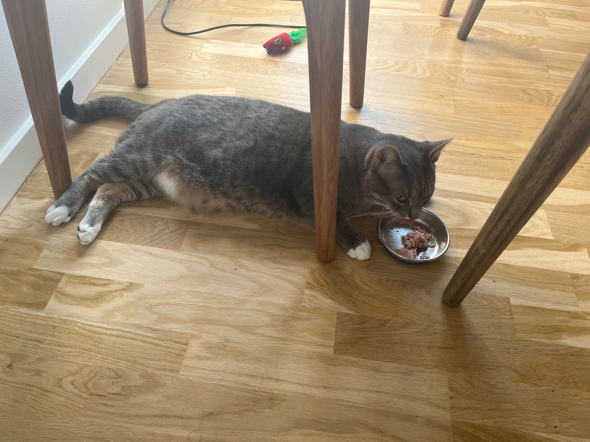 A grey tabby cat eats from his food dish while laying on his belly on a hardwood floor