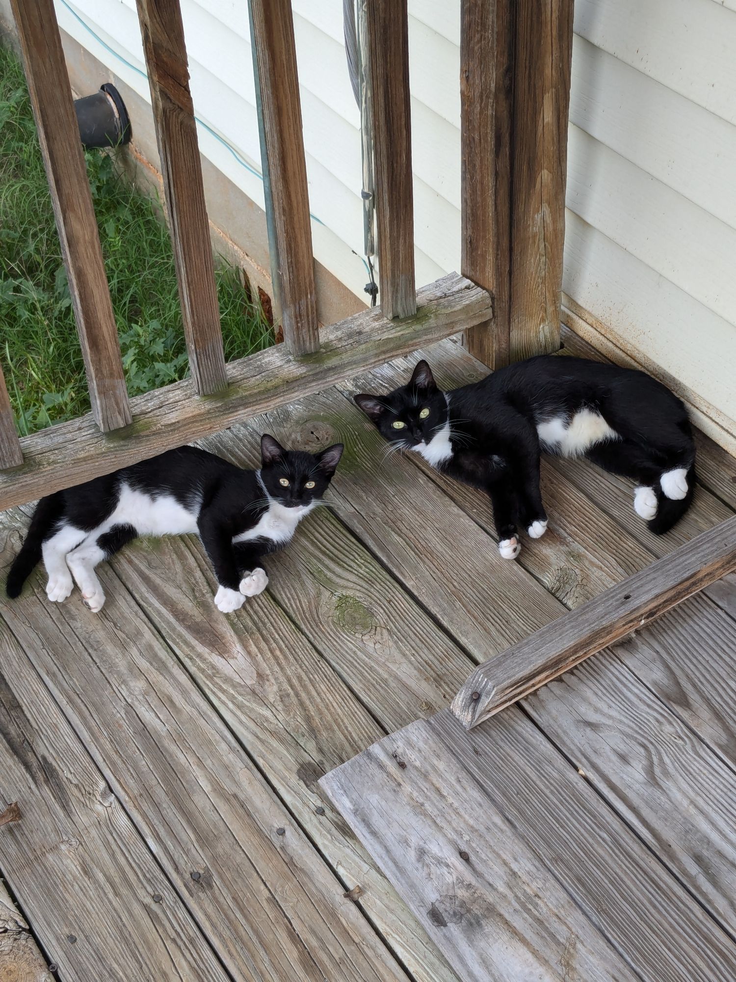 Two stray tuxedo cats of different sizes.