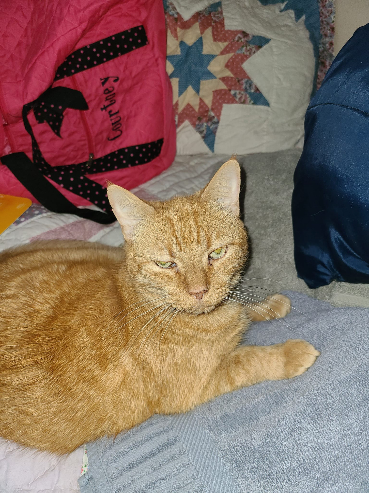 My 19 yr old cat, General Tso's Kitten
