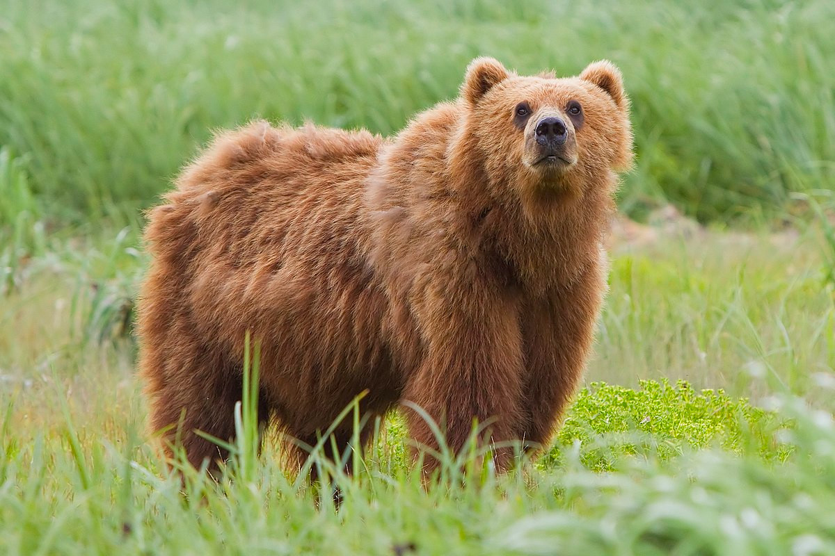 A bear (now officially known as a danger floof)