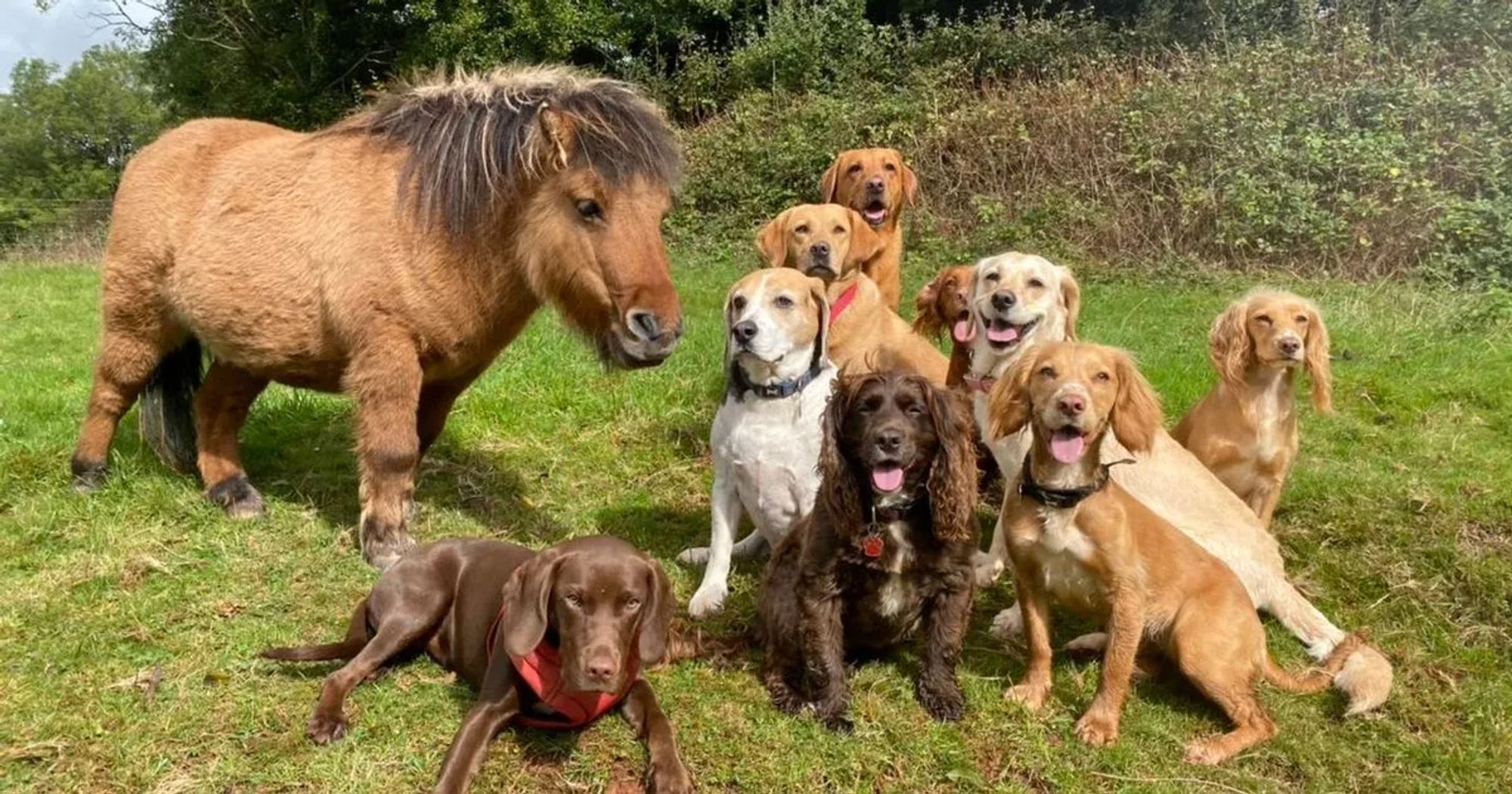 Nine dogs and a mini horse, named Jimmy, who believes he's also a dog (and who are we to tell him otherwise)