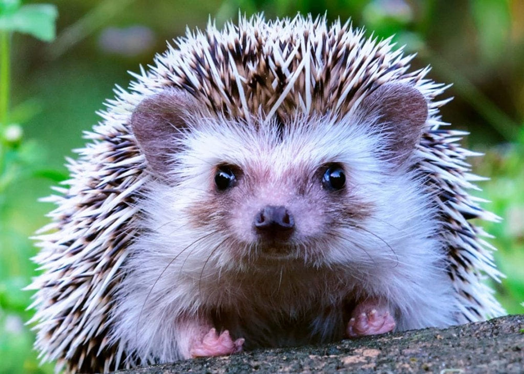 A hedgehog (now officially known as an ouch mouse)