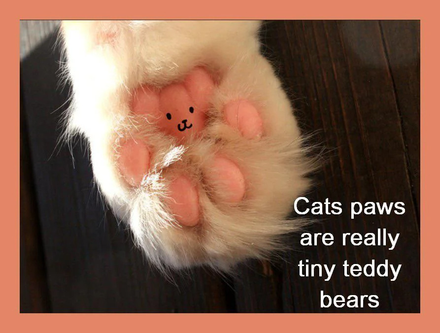 An upside down cat's paw pad with a smiley face drawn on the top toe bean to make it look like a teddy bear. The text says "cats paw pads are really tiny teddy bears"