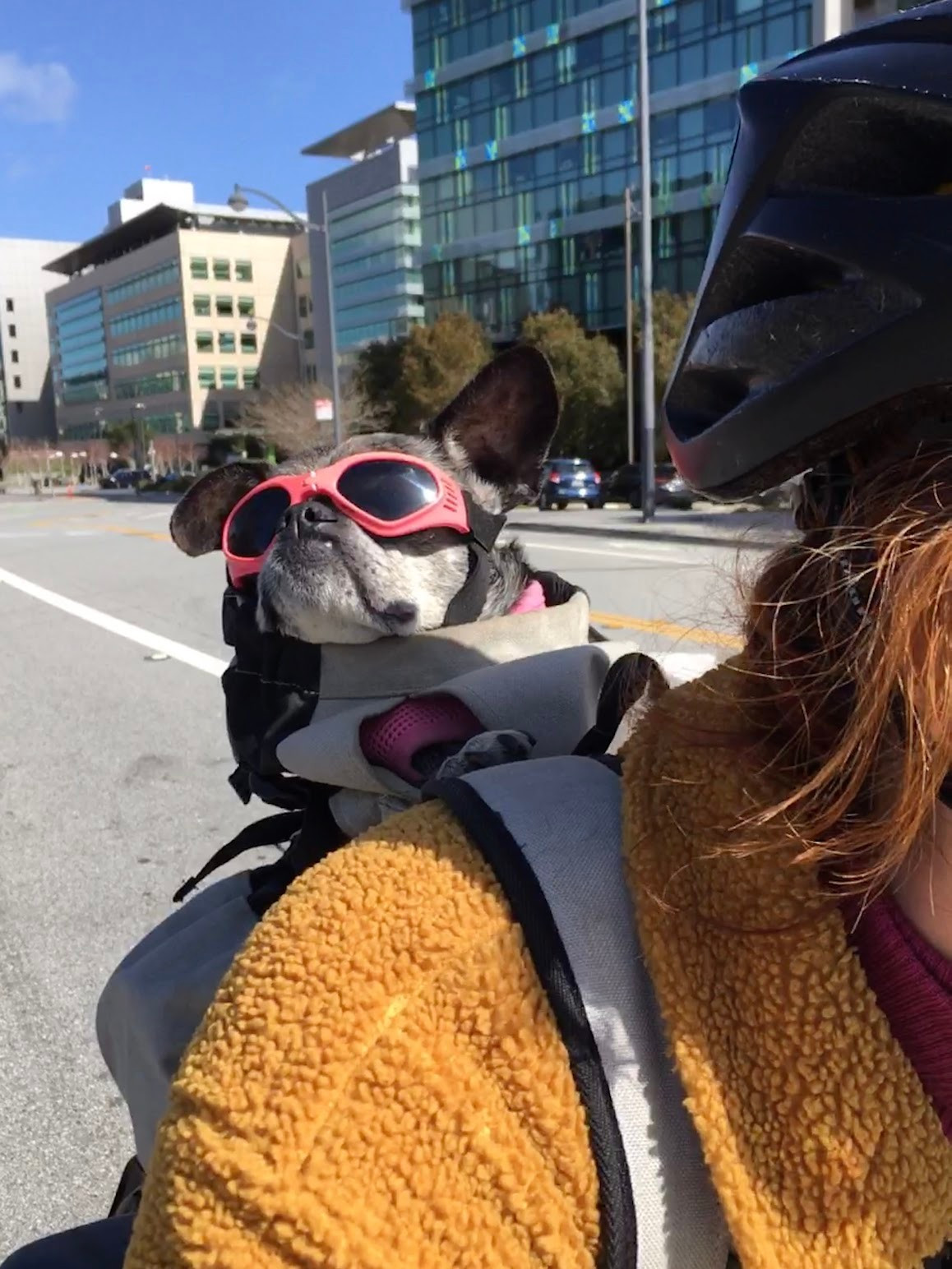 Salty little black dog wearing pink doggles in a bike backpack. One ear up.