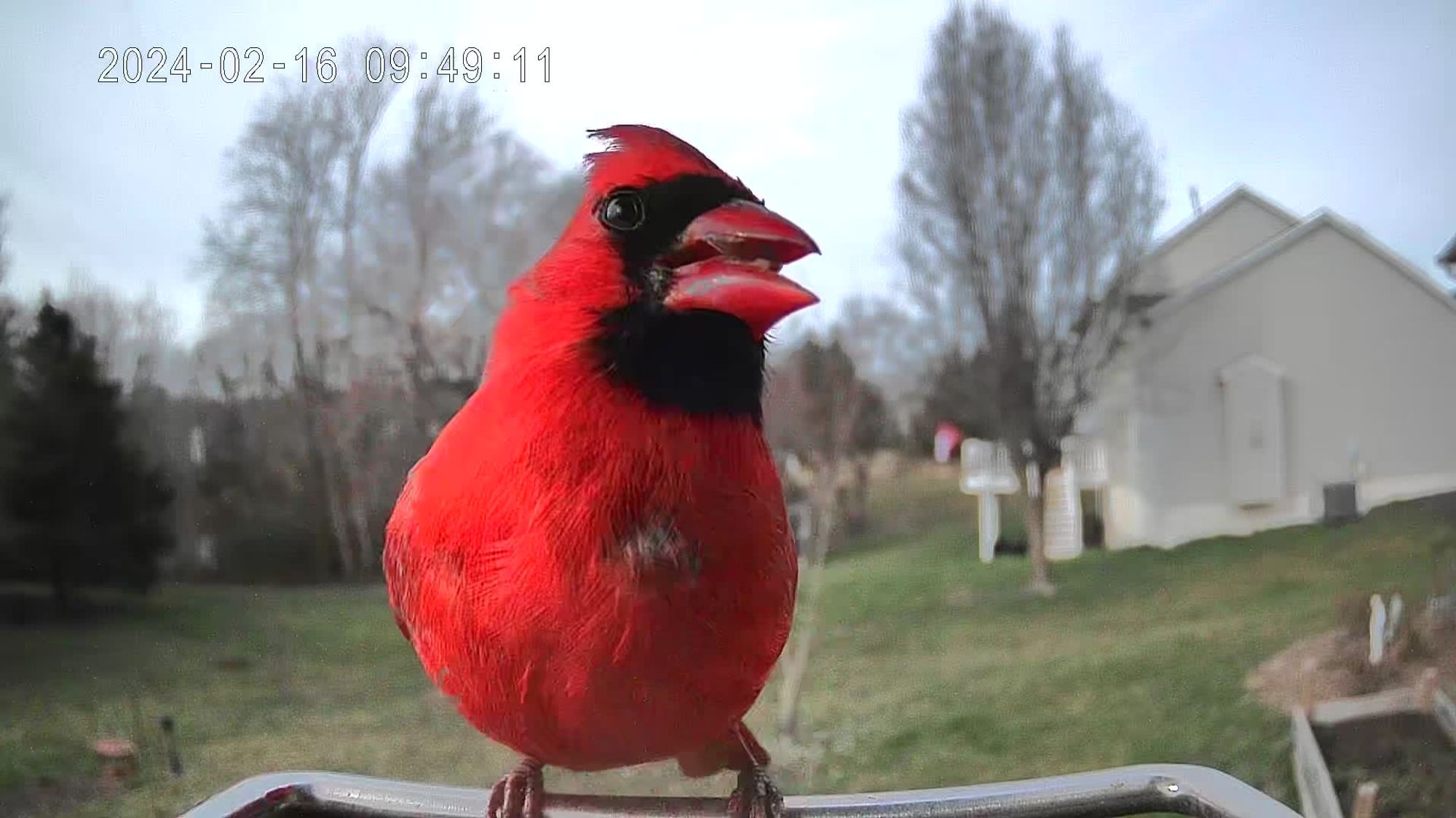 Very red male cardinal hanging at a video bird feeder, with a house, trees, and lawn in the background.