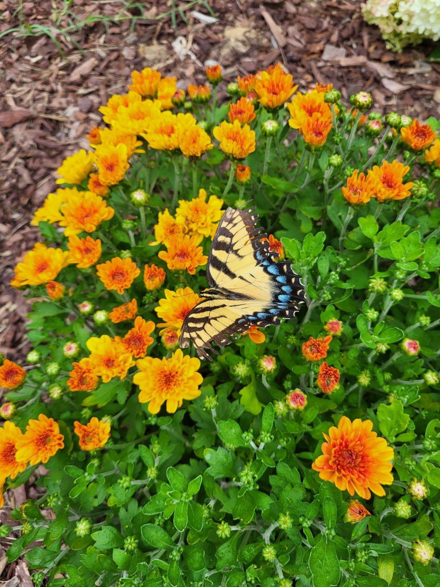 Yellow and black striped butterfly with blue along the back of its wings sitting on an orange mum plant.