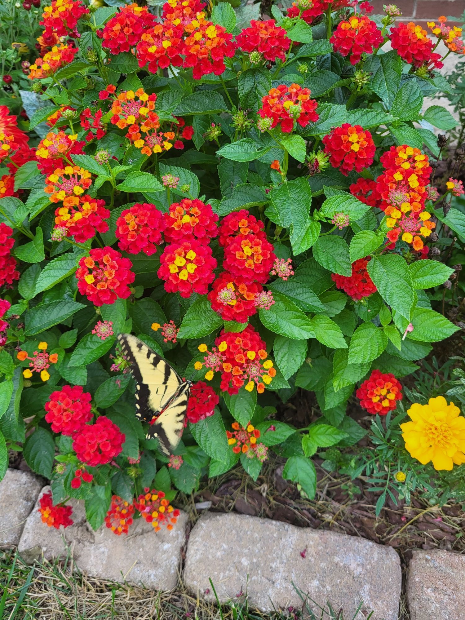 Red, orange, and yellow verbana flower plant with a yellow and black butterfly on it. Yellow Marigold in the lower right corner.