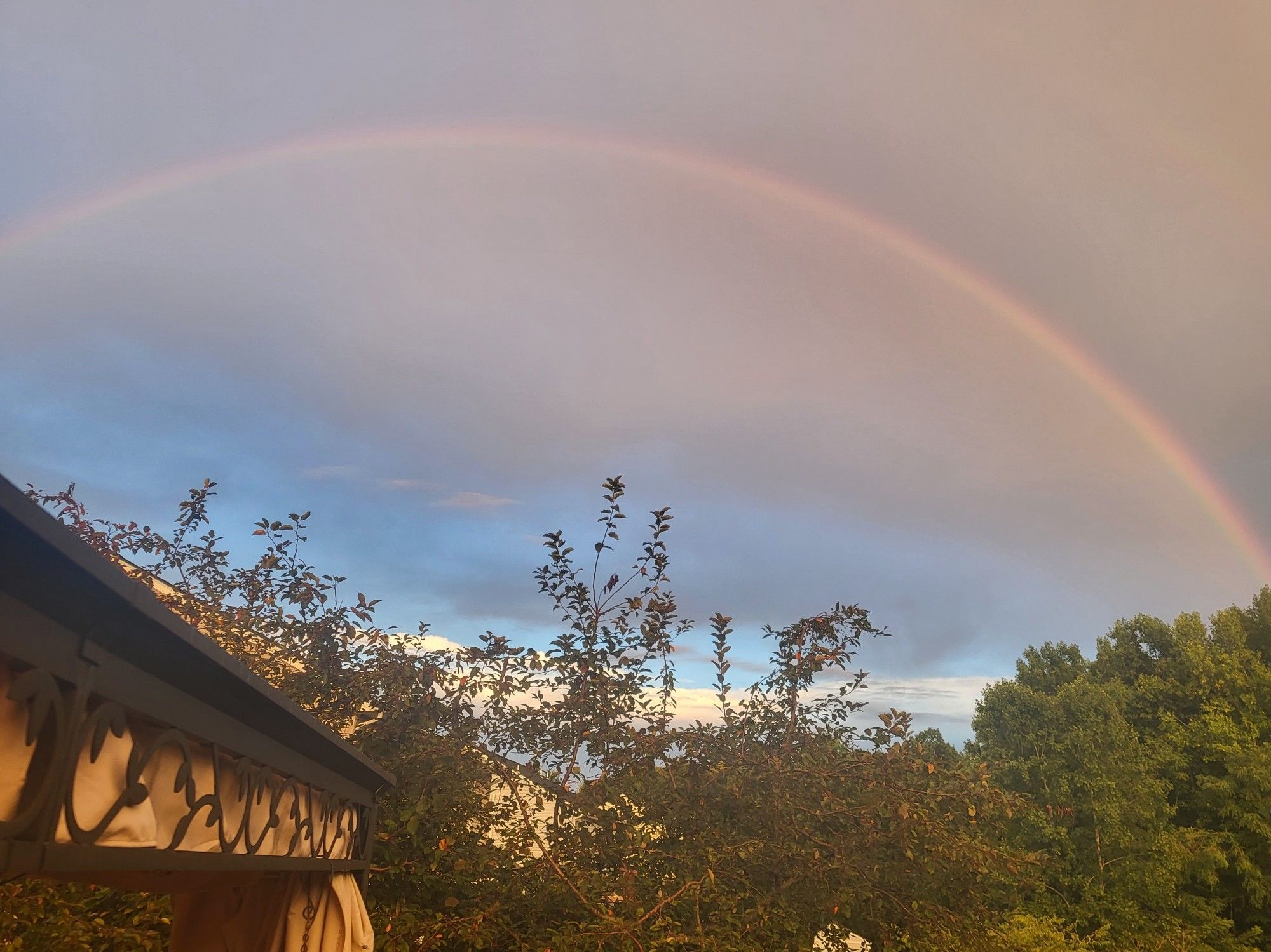 Nearly full rainbow, with treetop in the lower half of the picture and blue sky in the middle.