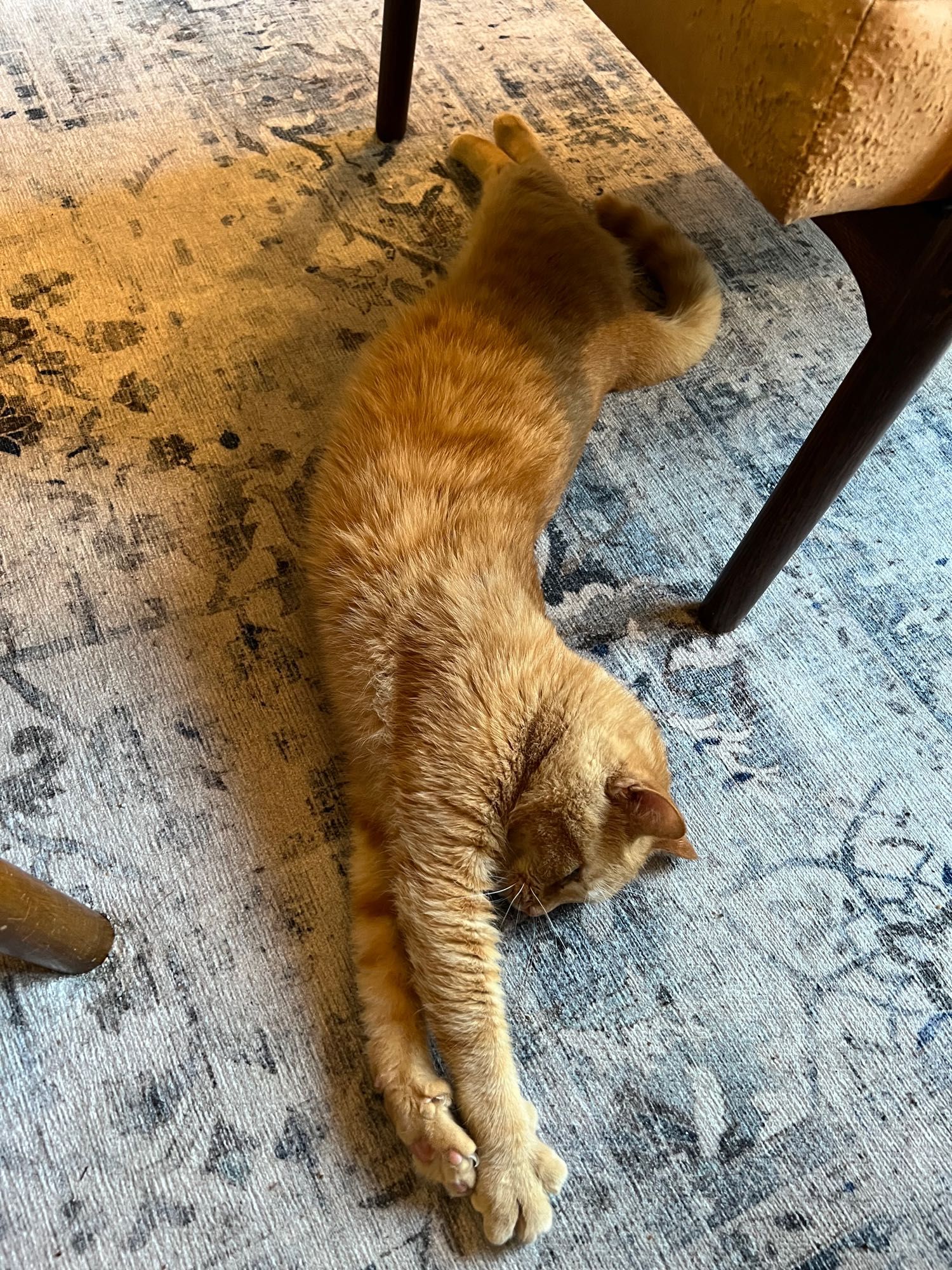 Long orange cat