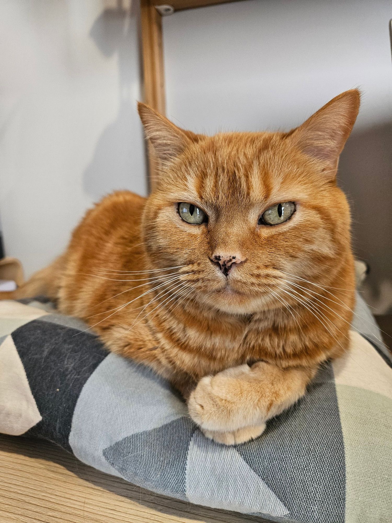 Gato naranja de ojazos dorados repatingado sobre un cojín con las patitas de alante cruzadas