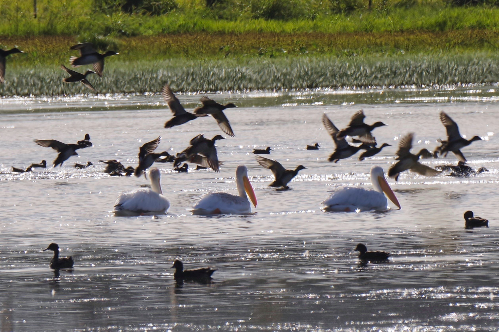 Ducks in the foreground. Three pelicans mid ground. Ducks taking flight in the rear.