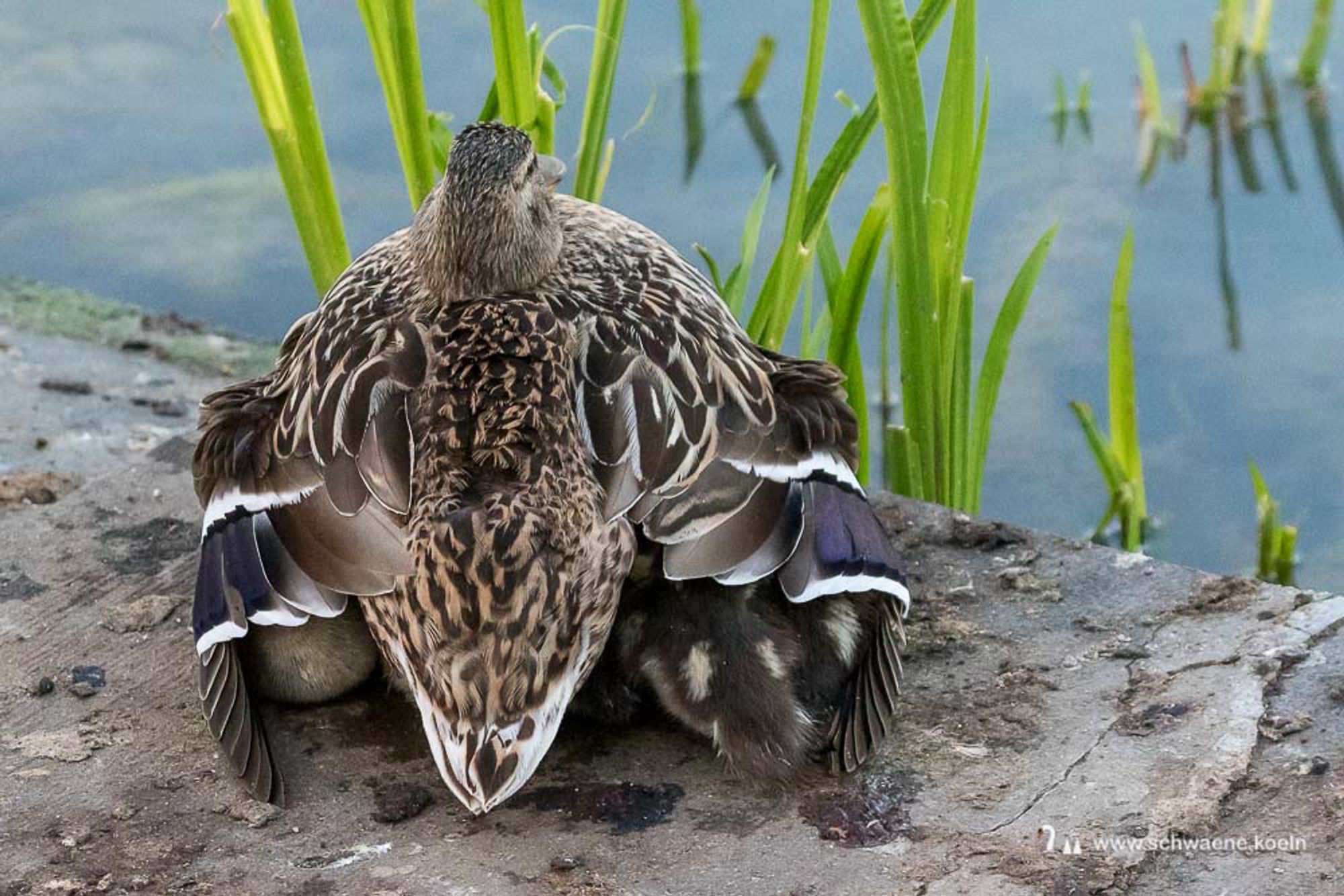 Entenmutter am Ufer, unter ihren aufgeblusterten Flügeln sieht man die Küken sitzen.