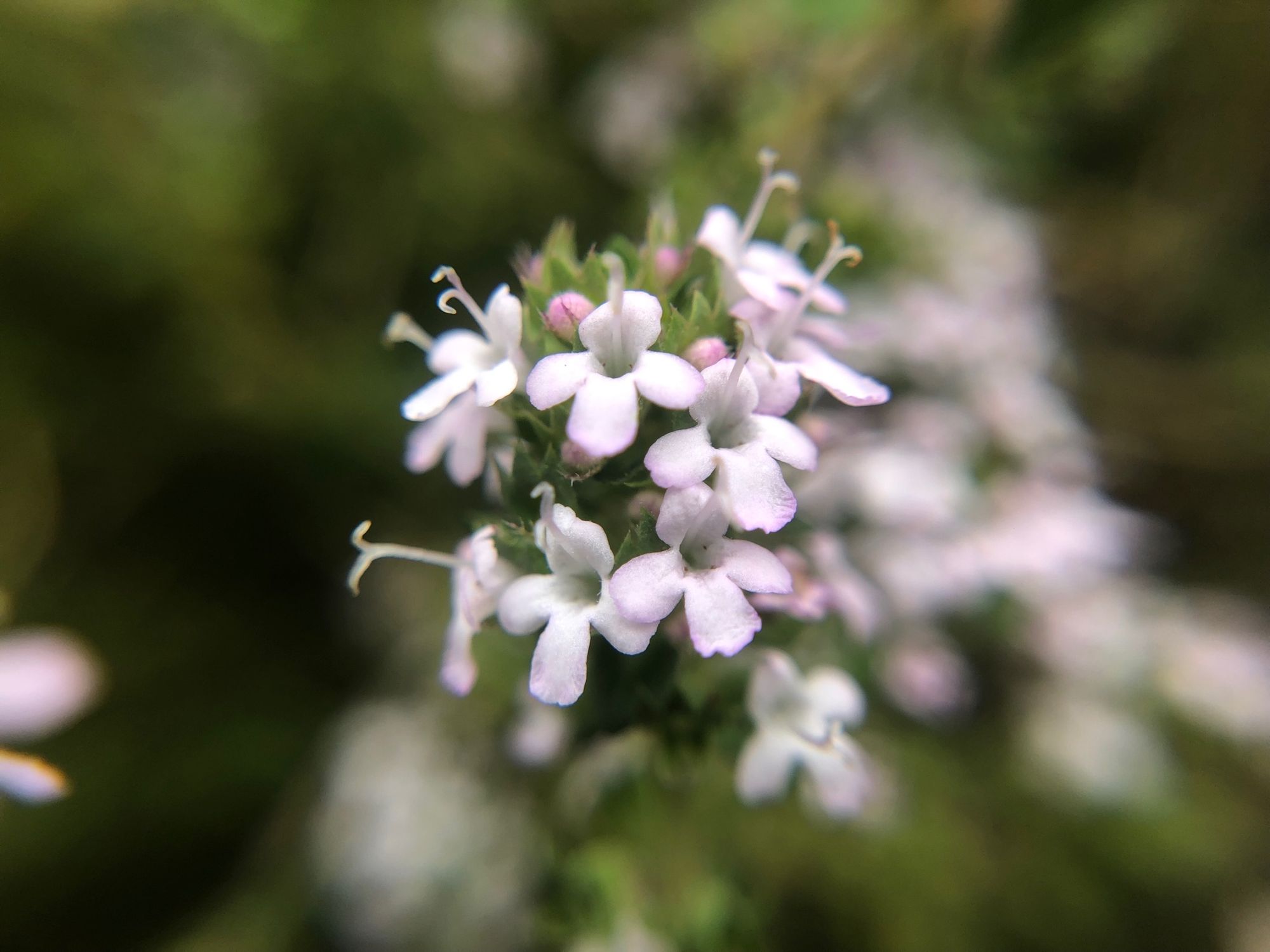 Macro photo of thyme flowers