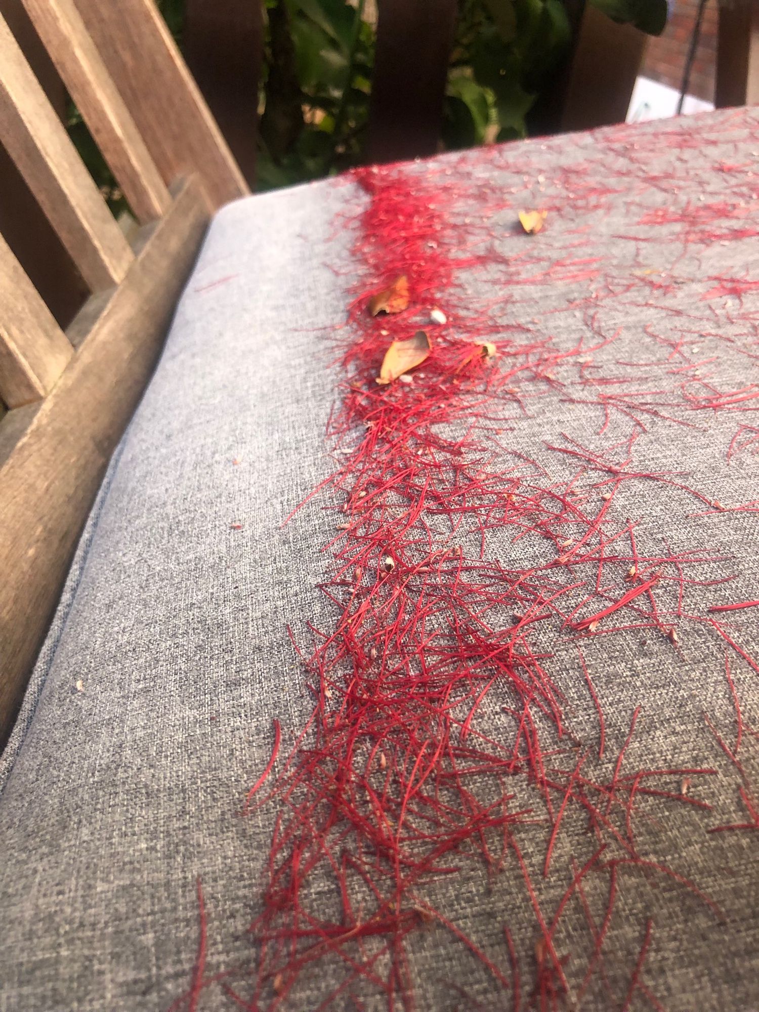 A line of bright red pōhutukawa stamen on a deck chair