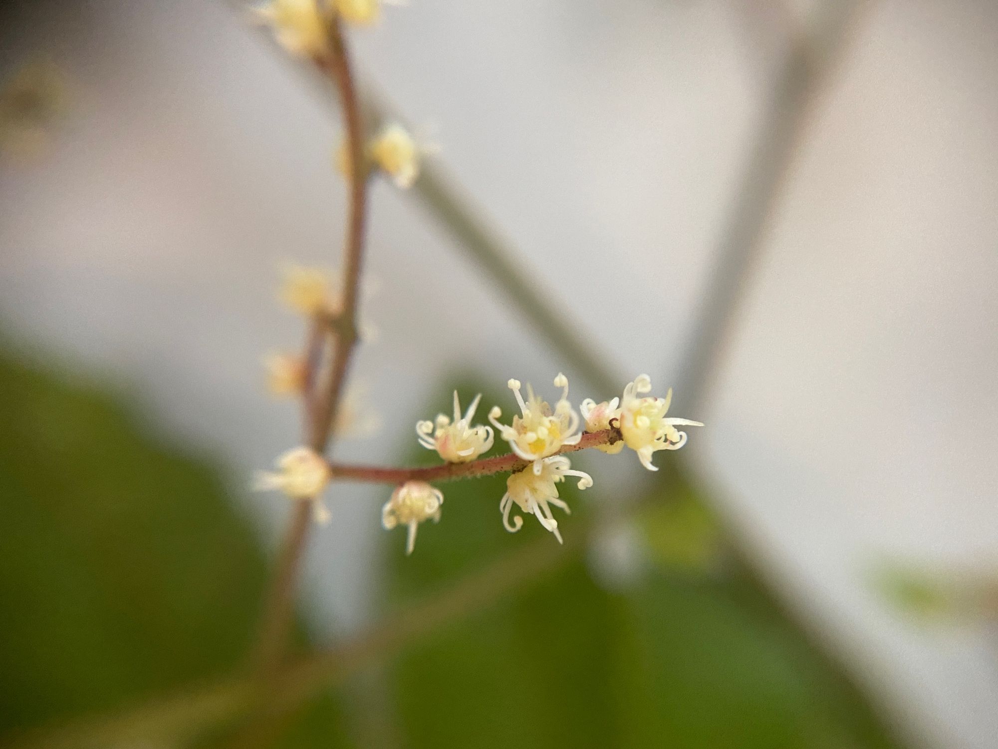 Small flowers 2mm wide of Ackama rosifolia