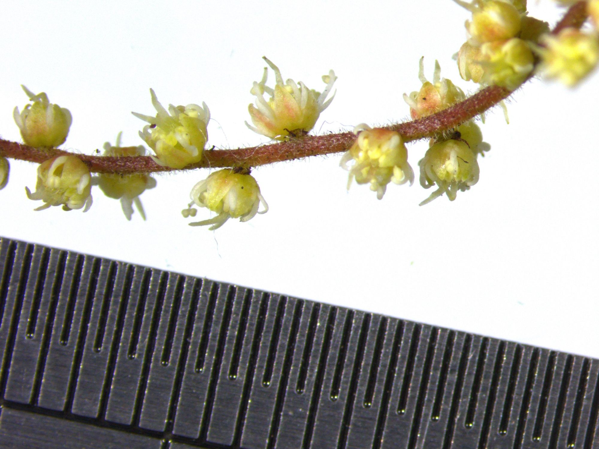 Small flowers 2mm wide of Ackama rosifolia