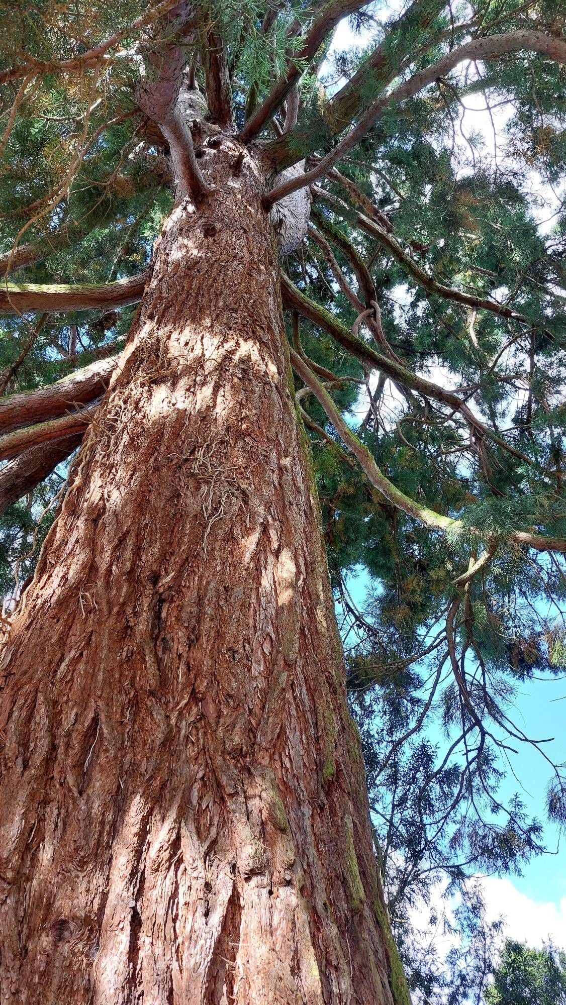 The image depicts a close-up, upward-looking view of a tall conifer, taken from the foot of the tree.
The wide trunk is covered in rough, brown bark. The leaves are feathery and needle-like, typical of evergreen trees. Sunlight streams through the foliage, casting beautiful, dappled light and shadows on the trunk. The background includes glimpses of a partly cloudy blue sky.