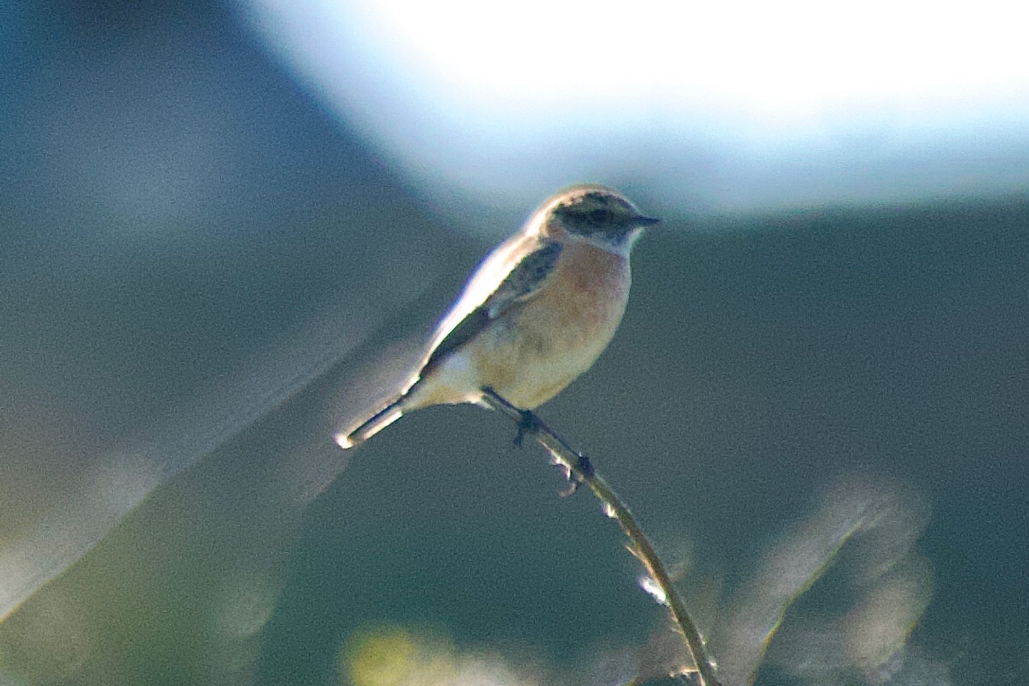 Siberian Stonechat on a dead bramble