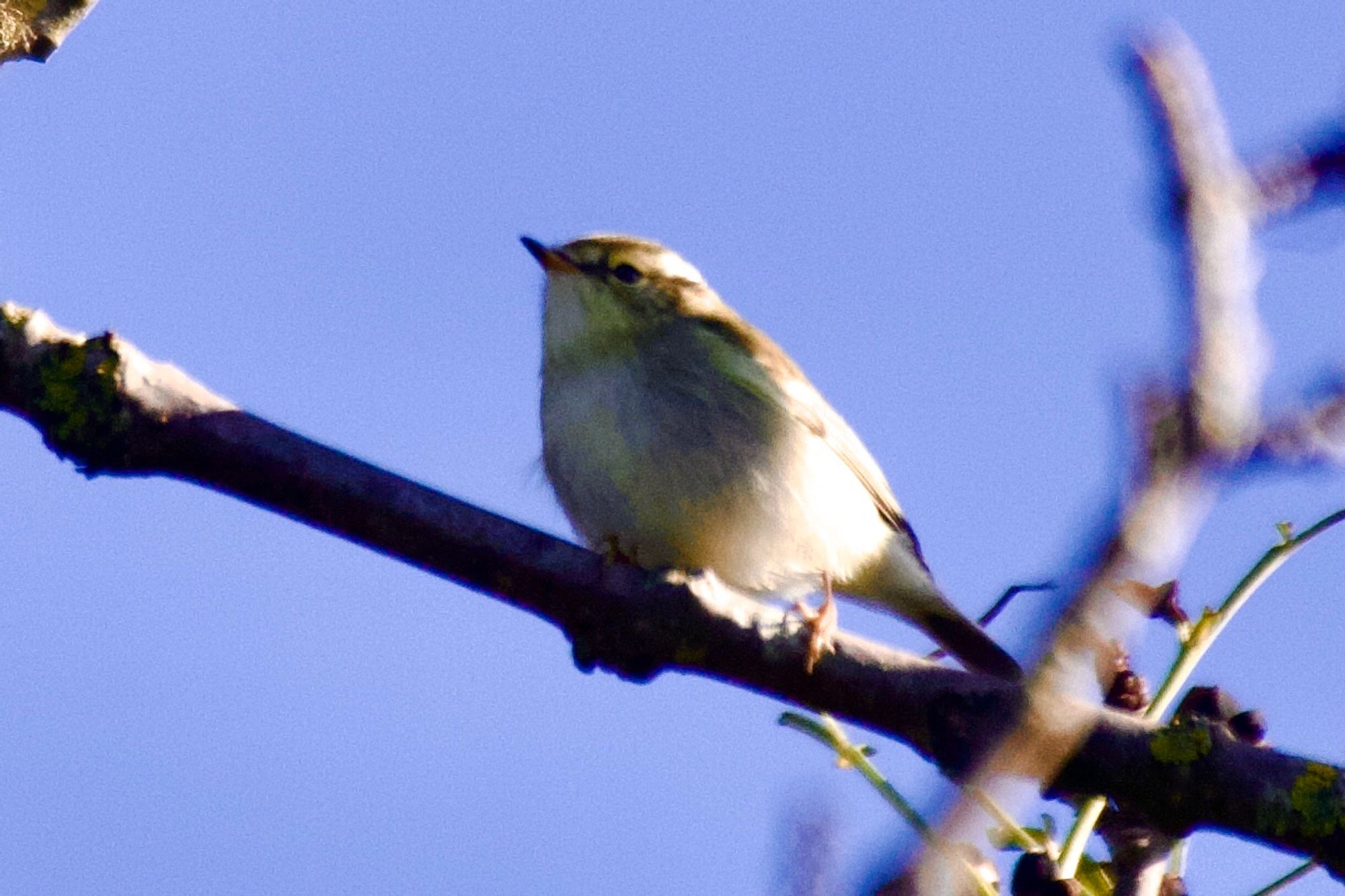 Yellow browed warbler on an ope branch