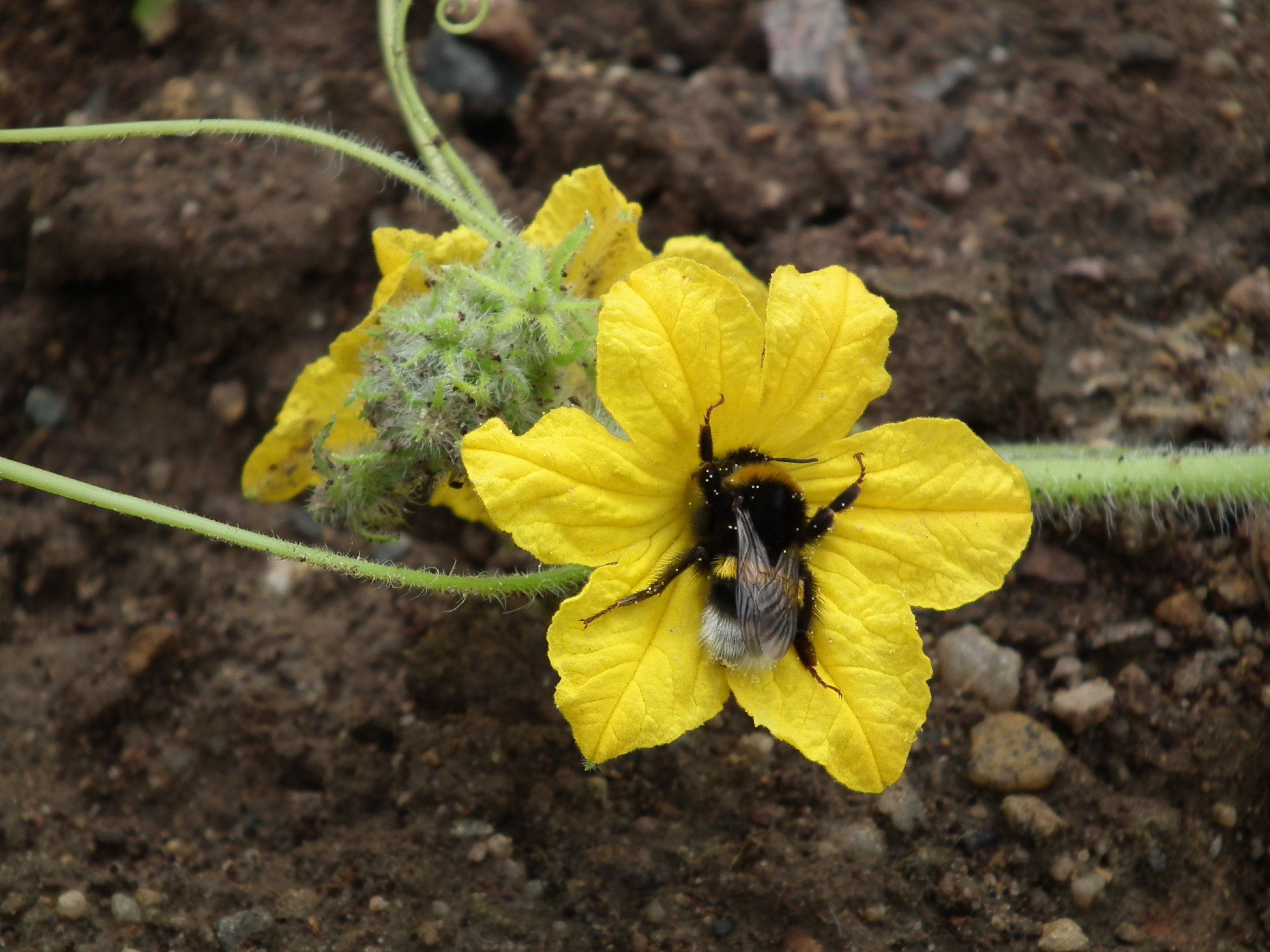 Blick von oben auf eine gelbe Blüte, in deren Zentrum eine Hummel sitzt.