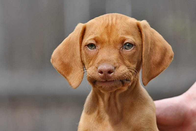 a Viszla puppy with its lips curled in, giving it a very exasperated expression 