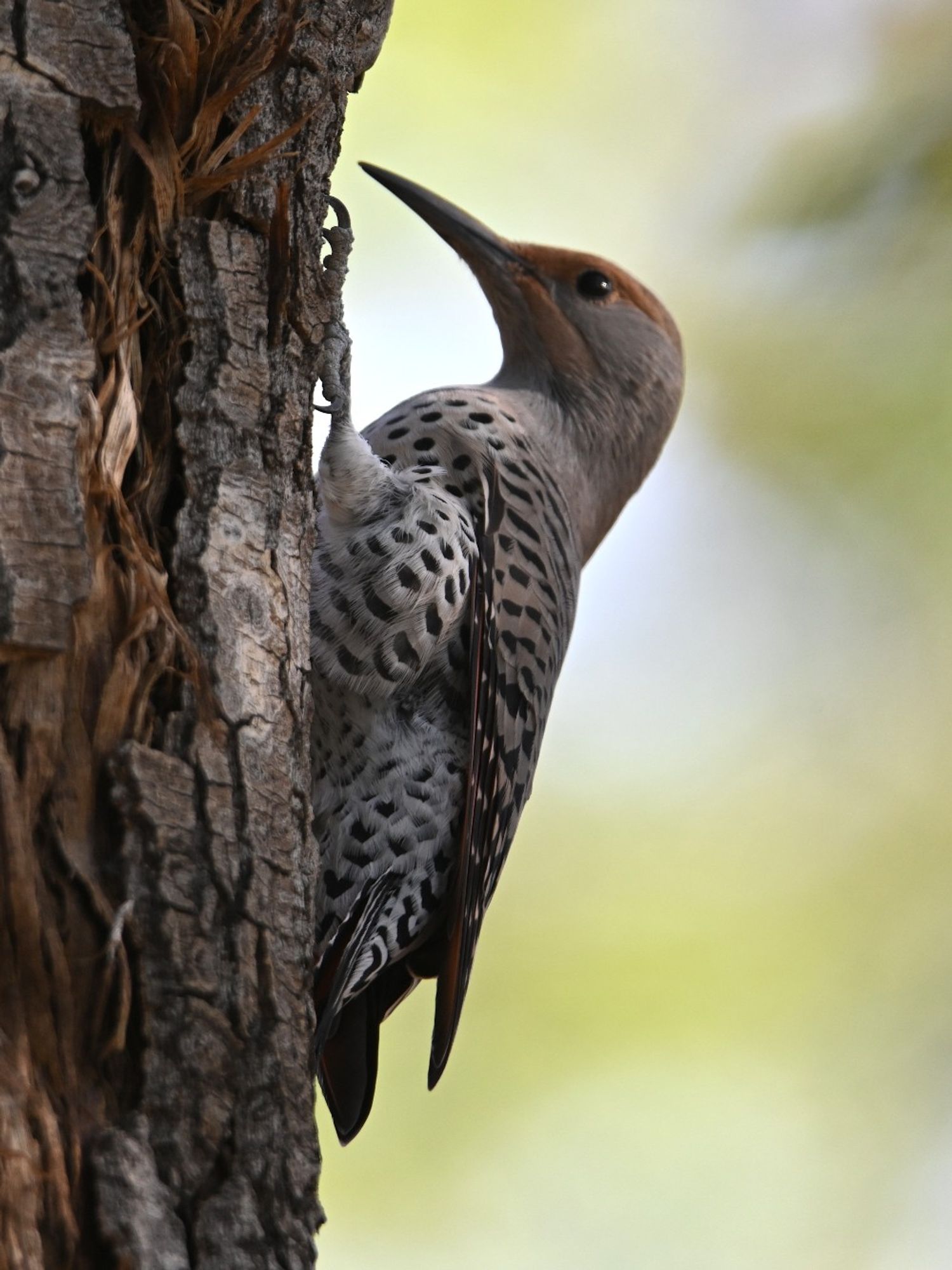 female northern flicker