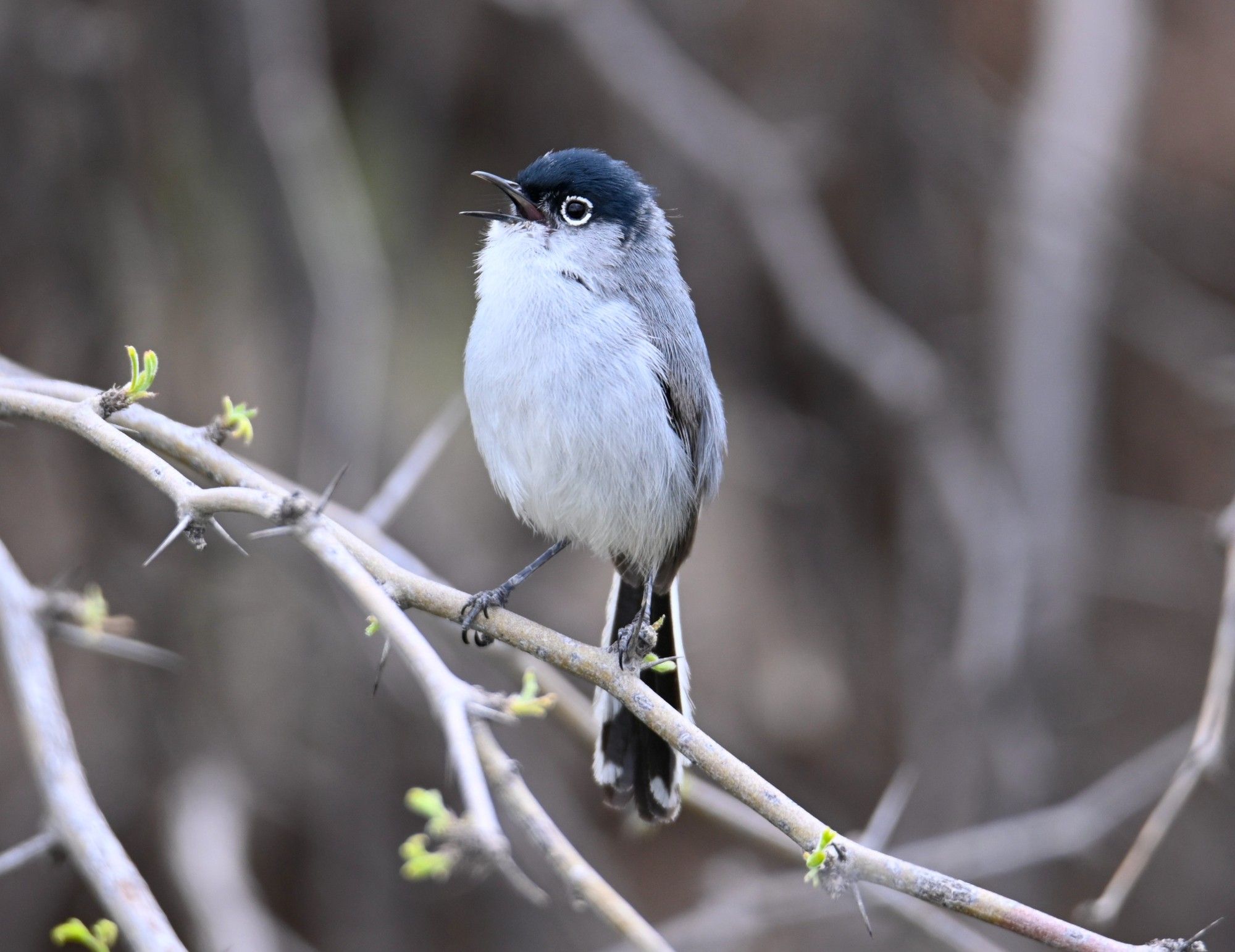 black-tailed gnatcatcher with black cap and white eye ring, mid-call, perched on a thorny, branch with spring buds emerging