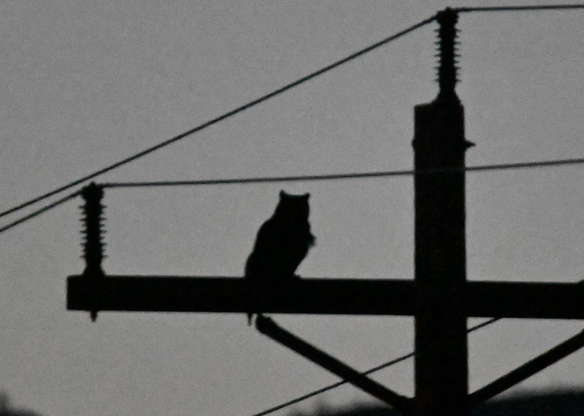 great horned owl silhoutted on a telephone pole at sunset