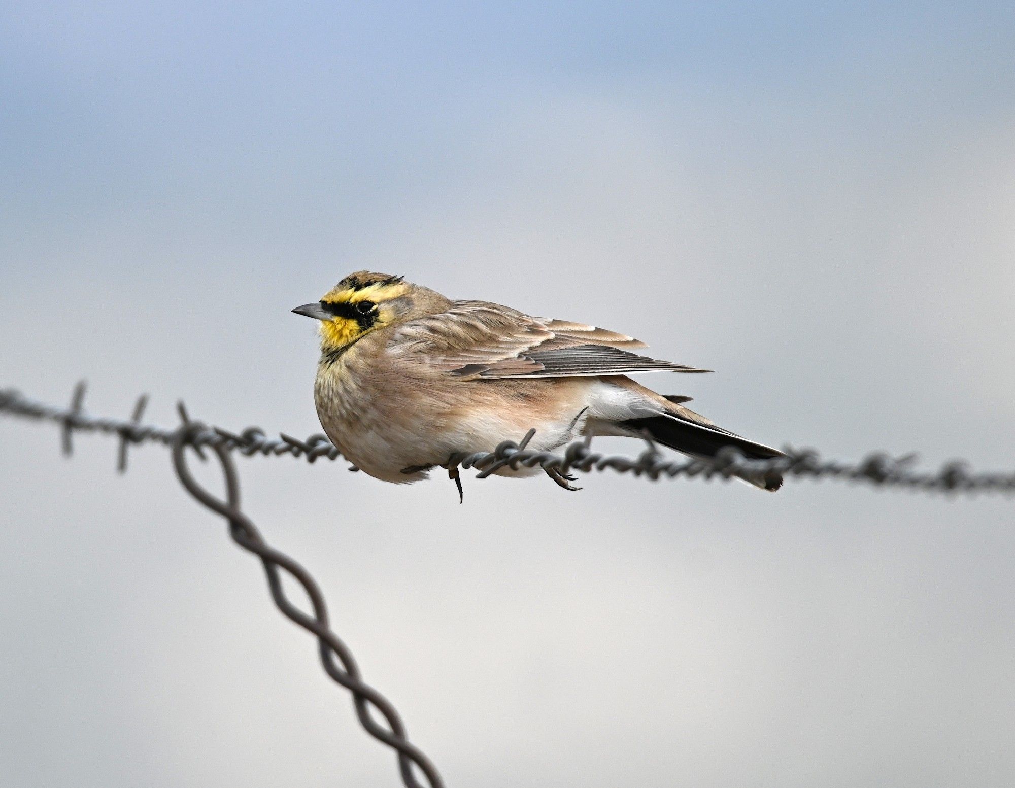 horned lark with yellow face, black eye mask, and light brown body plumage, perched on barbed wire against a partly cloudy sky