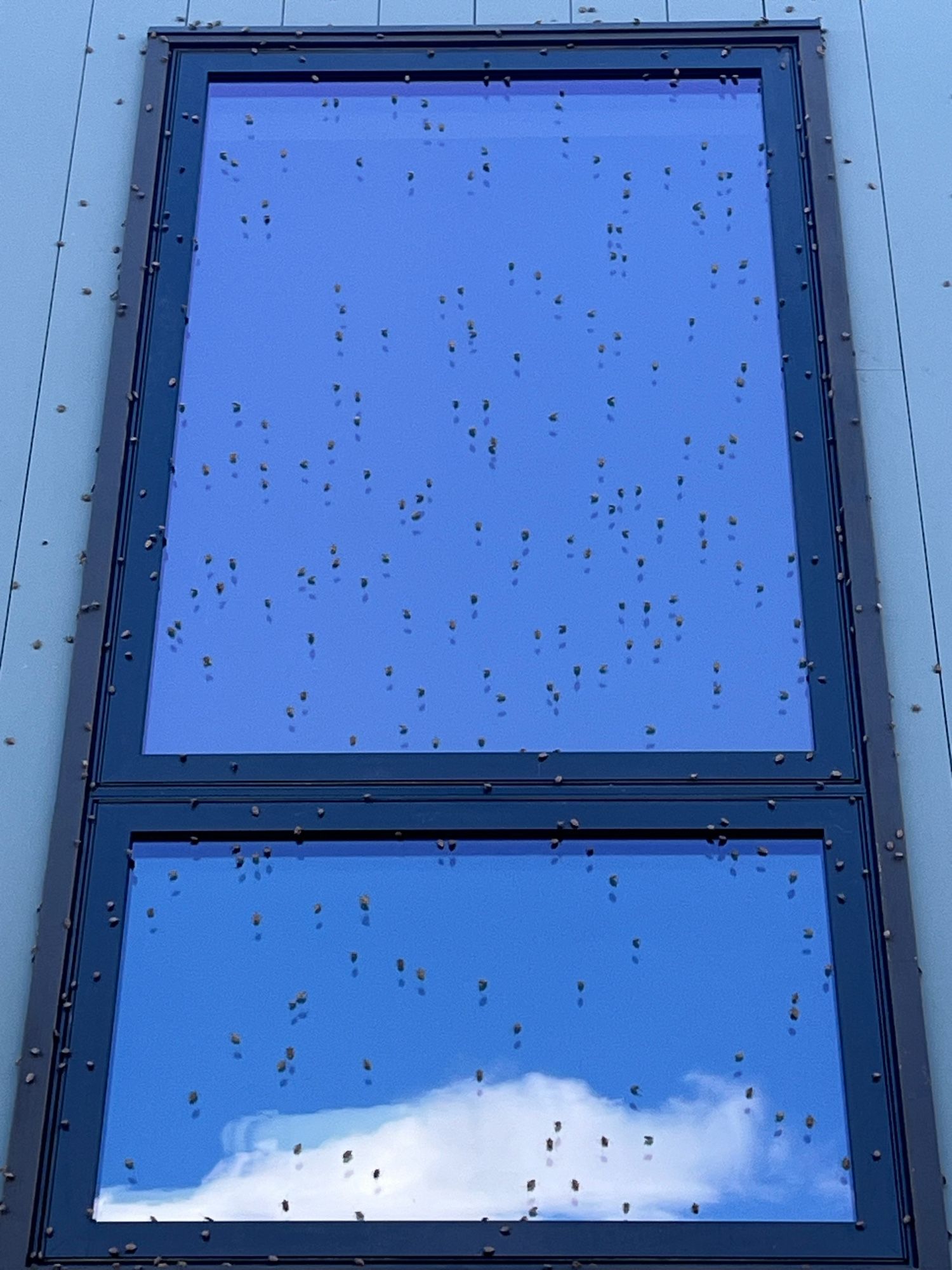 A tall rectangular window with a reflection of a cloud near the bottom. All over it are tiny black specks. These are stinkbugs.