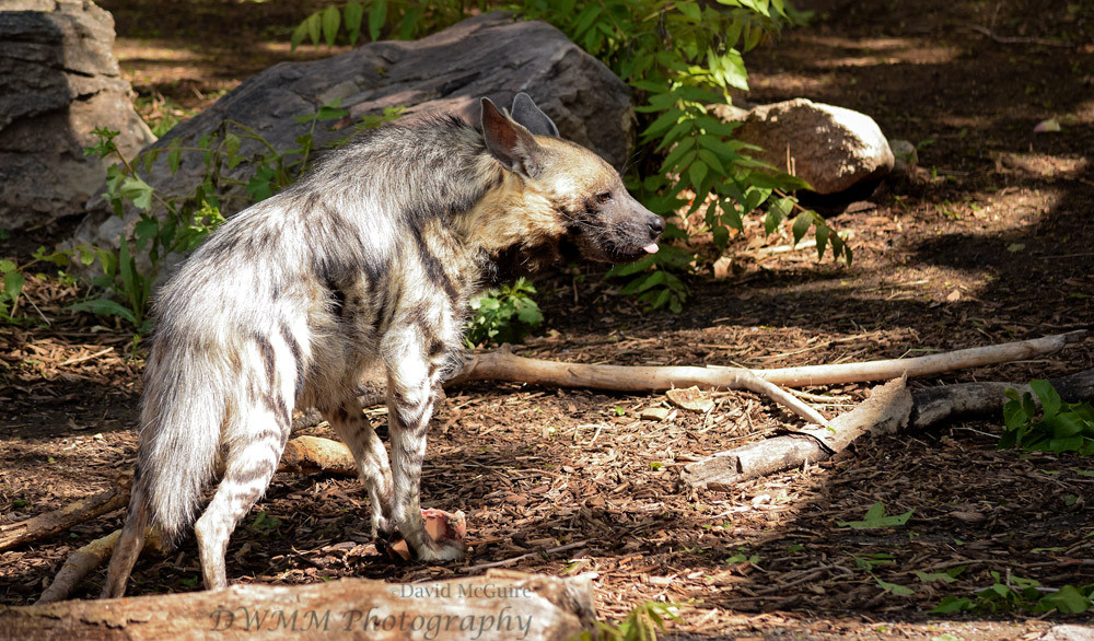 A striped hyena in profile, tongue out, fur along the back of their neck raised. Denver Zoo