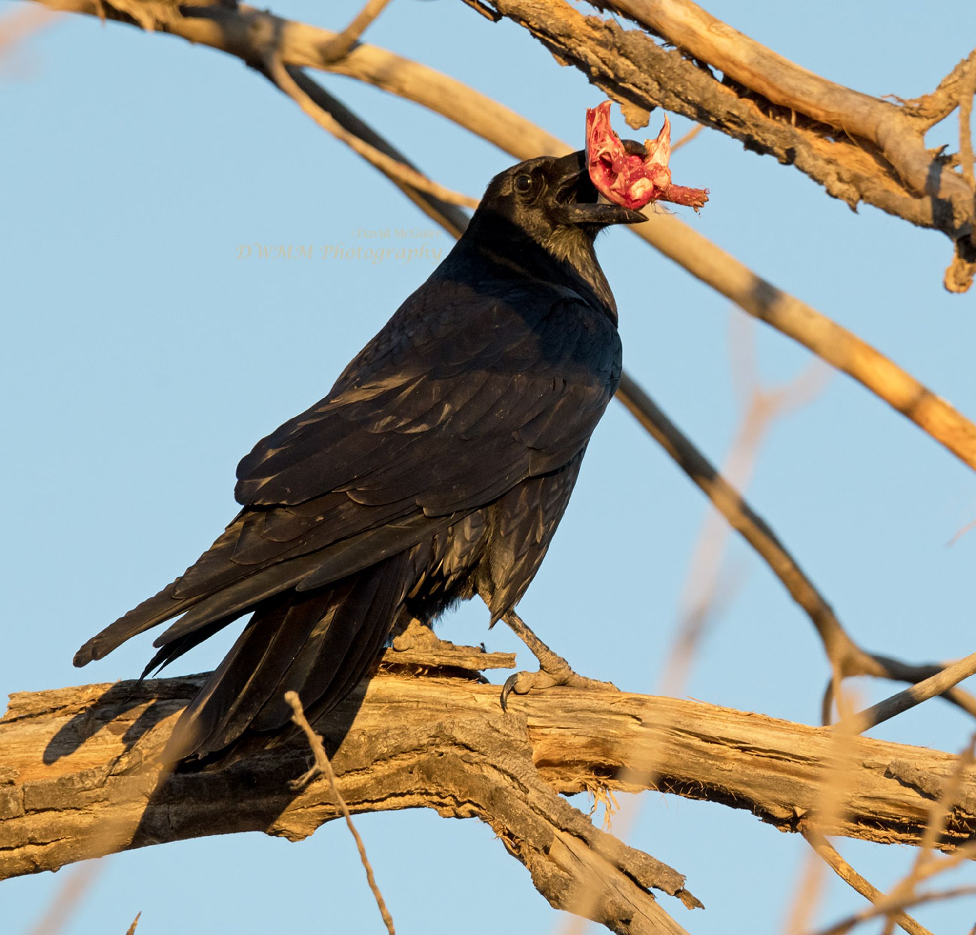 A northern raven perched on a branch, carrying a bloody rabbit skull in their beak. Bosque del Apache National Wildlife Refuge, New Mexico.