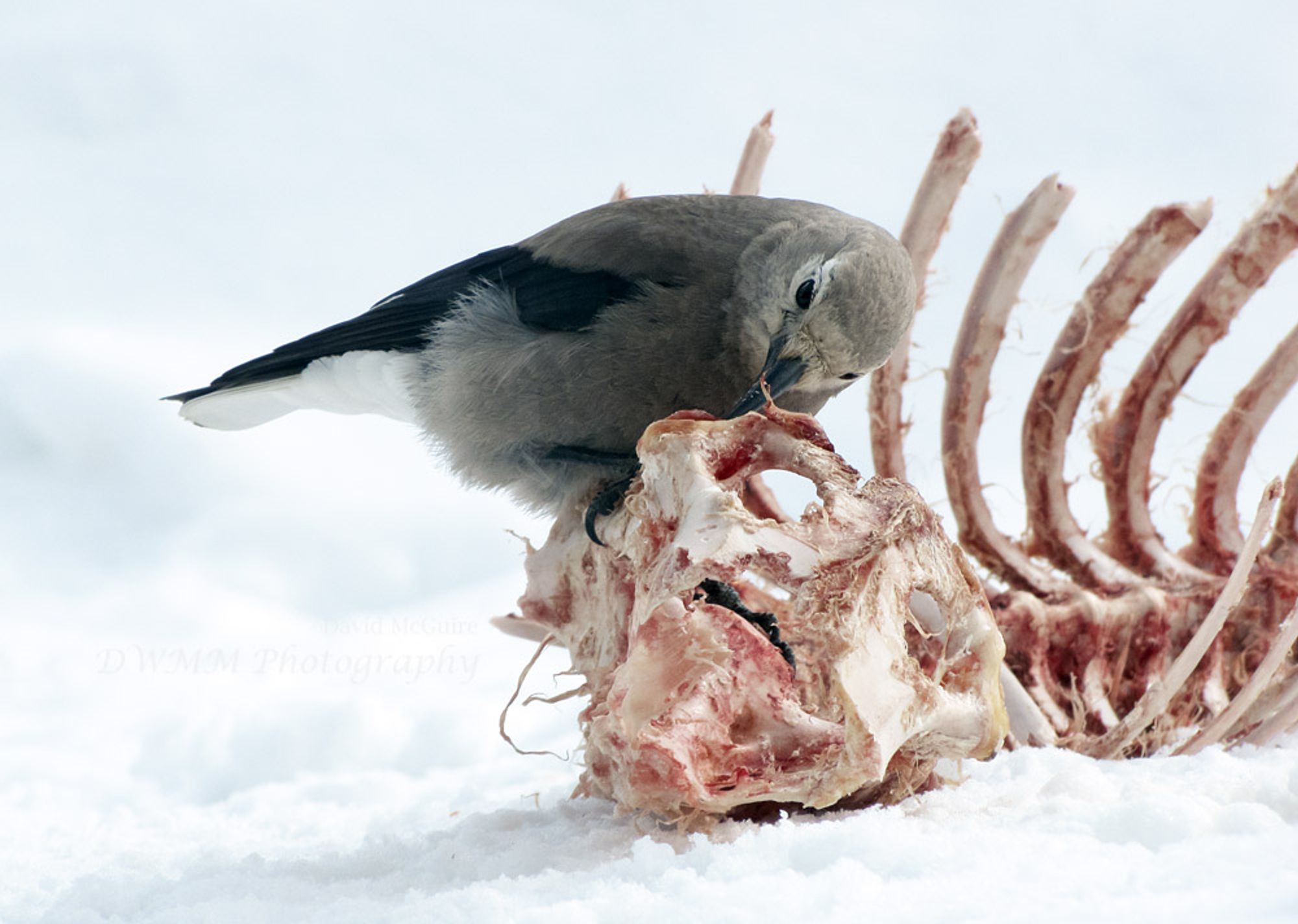 Clark's nutcracker doing some fine cleaning of the meat scraps attached to bones provided as winter enrichment for the wolves at the Grizzly & Wolf Discovery Center in West Yellowstone, Montana.