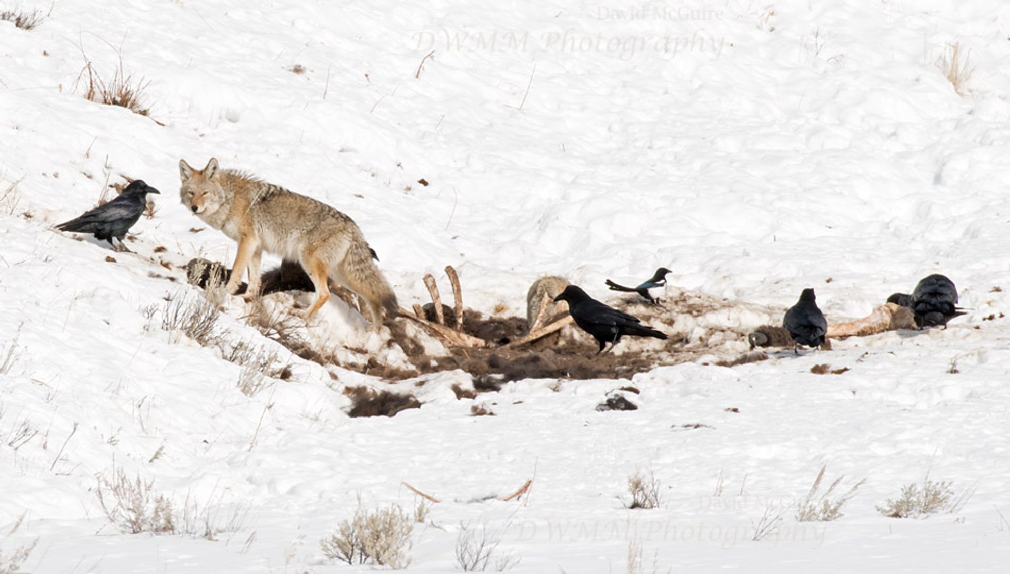 Coyote, northern ravens, and black-billed magpies gathering meals from a carcass during a northern Yellowstone National Park winter.