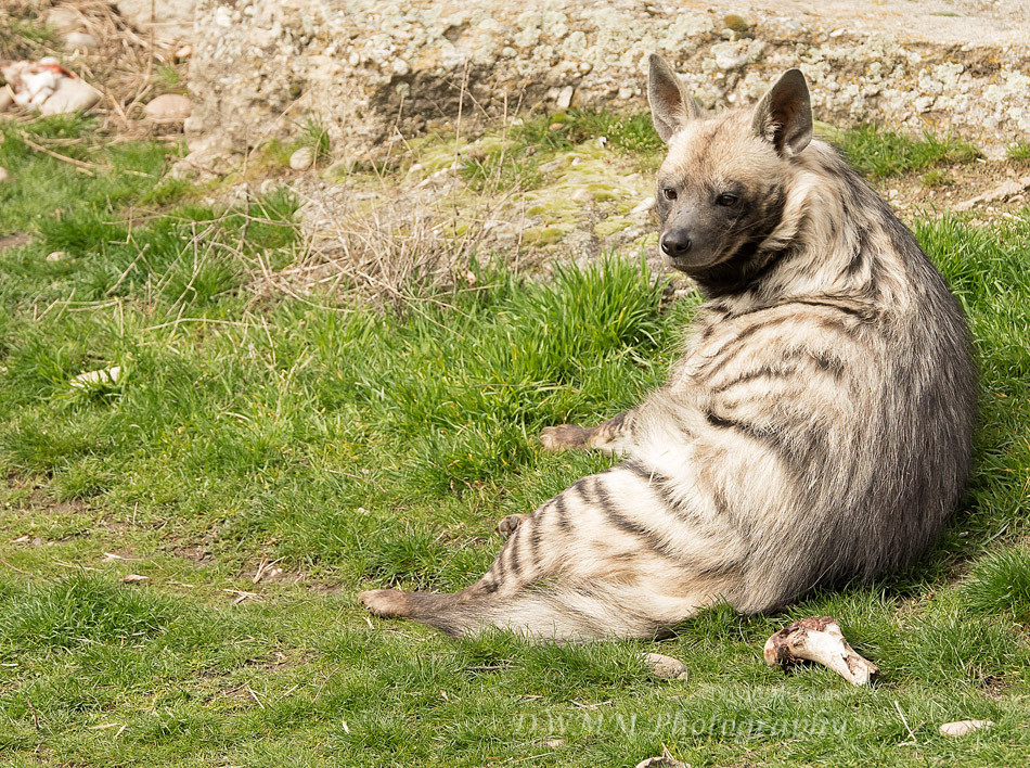 Striped hyena lying down on grass, head lifted to look over their shoulder towards the camera. ZooBoise