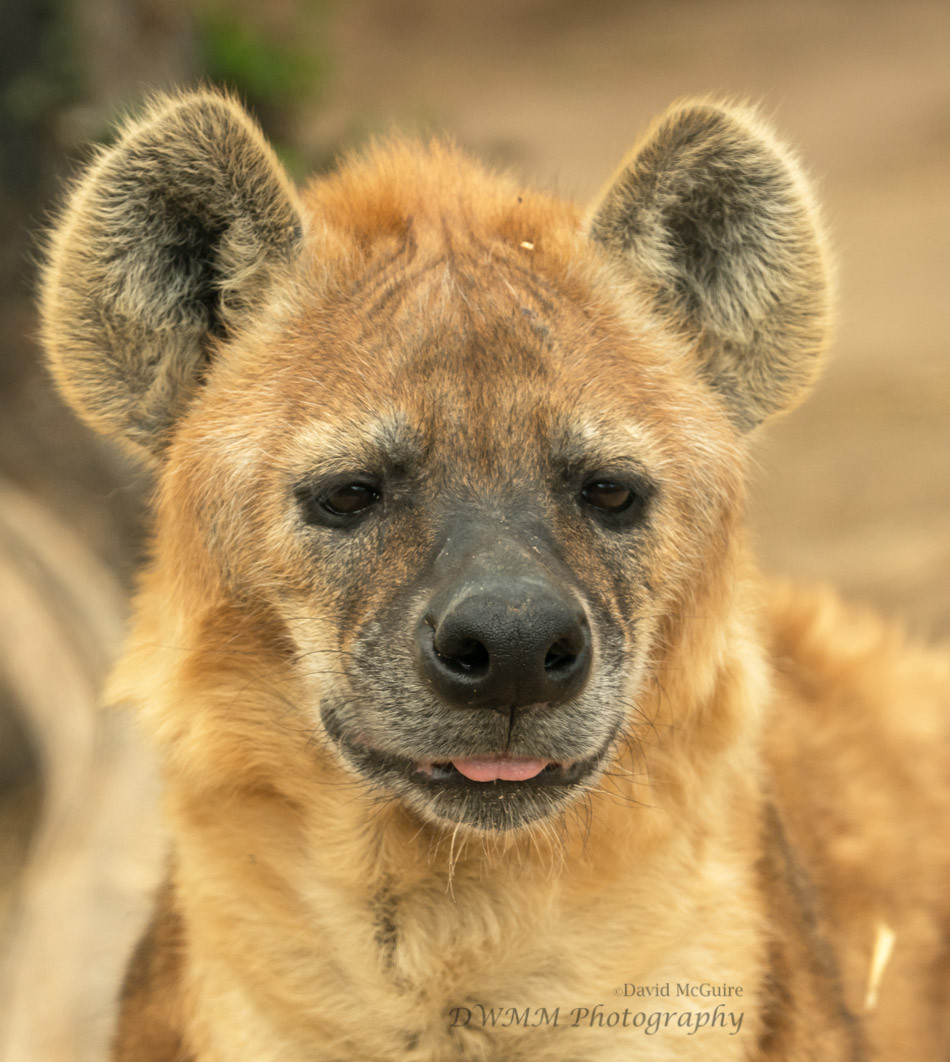 Portrait of a spotted hyena mlem. ABQ BioPark Zoo