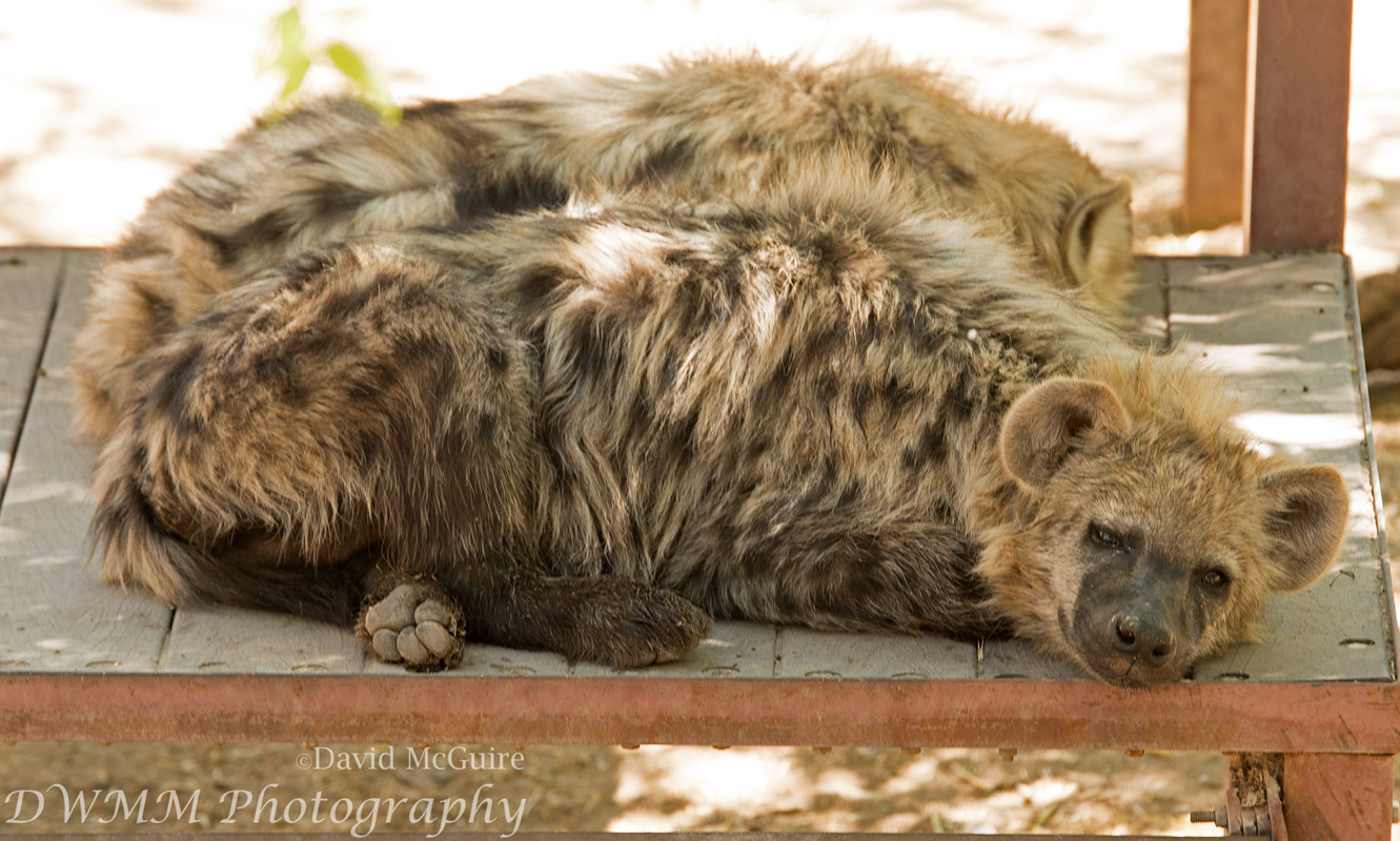 2 spotted hyena flopped on a platform at the Albuquerque BioPark Zoo.