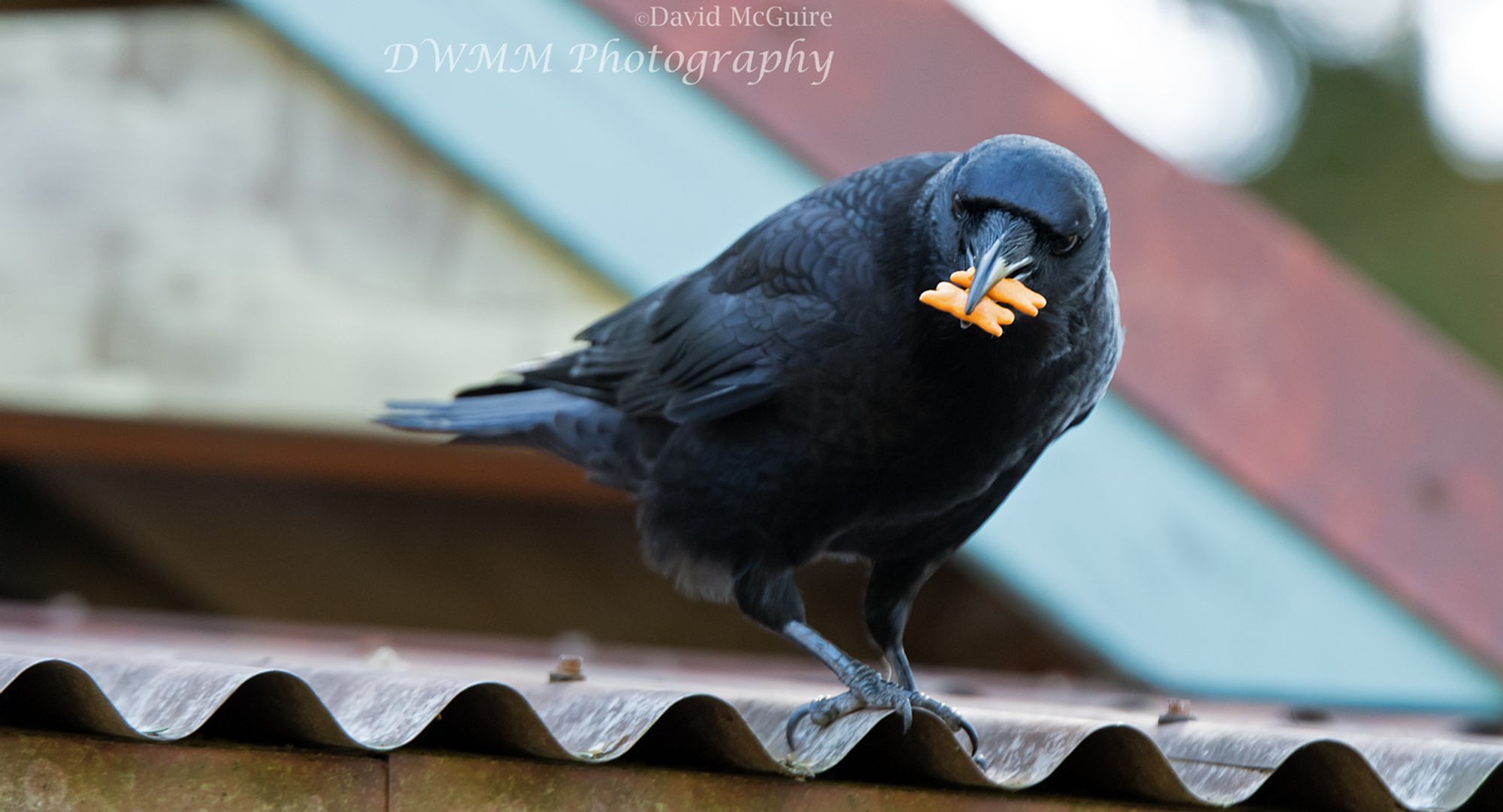 American crow perched on a tin roof with a beakful of cheddar bunnies crackers. Woodland Park Zoo, Seattle