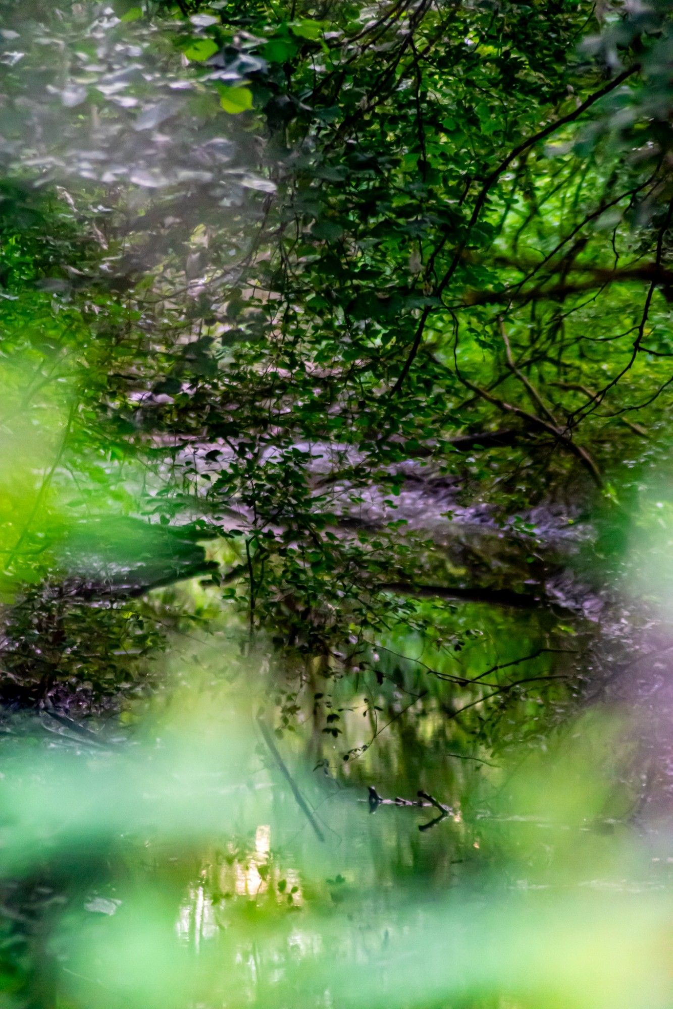 Der Blick geht Bäume und Blätter durch auf einen kleinen Bachlauf im Wald. Im Bach spiegeln sich die Bäume grün wieder. Vorne dran mehrere verschwommene grüne Blätter